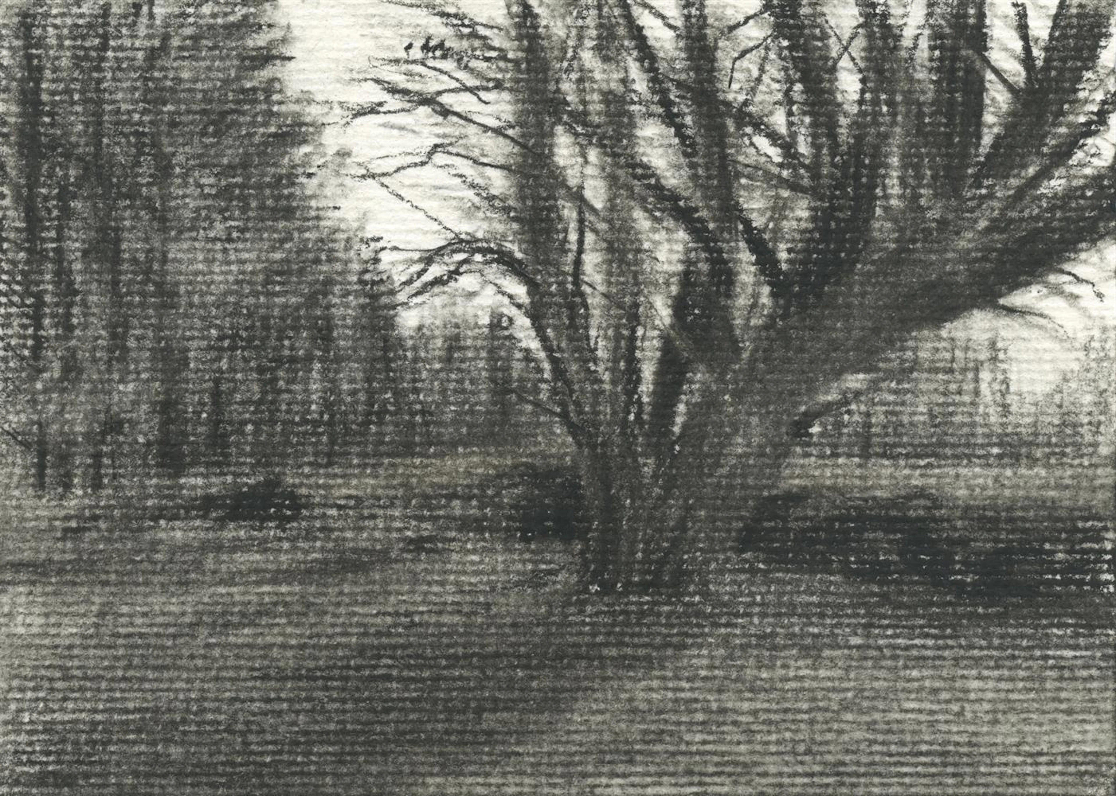 Michael Wann, Mountain Trees, 2021
