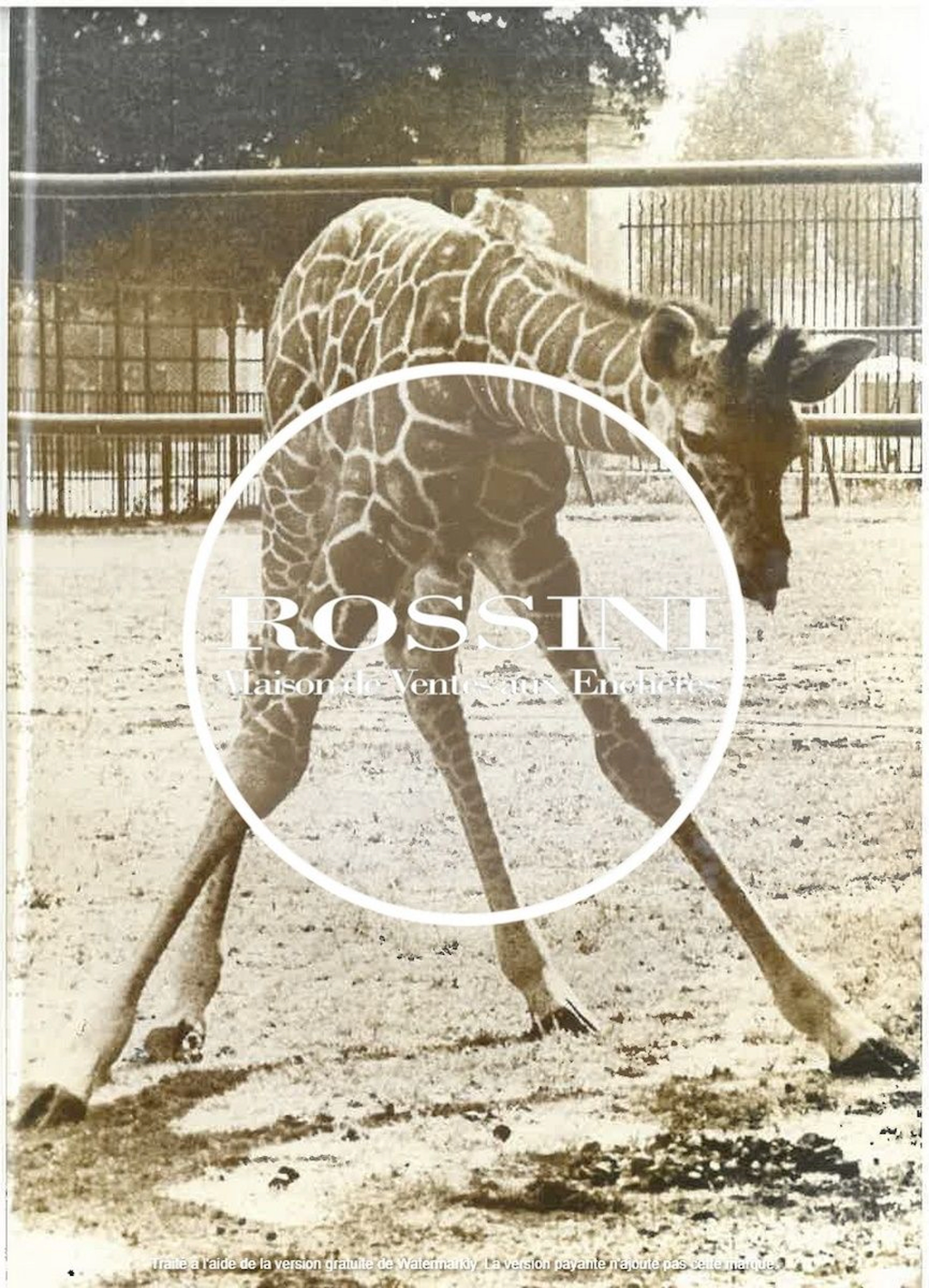 Animaux, Zoo et divers. Circa 1950-65. Ensemble... - Lot 218 - Rossini