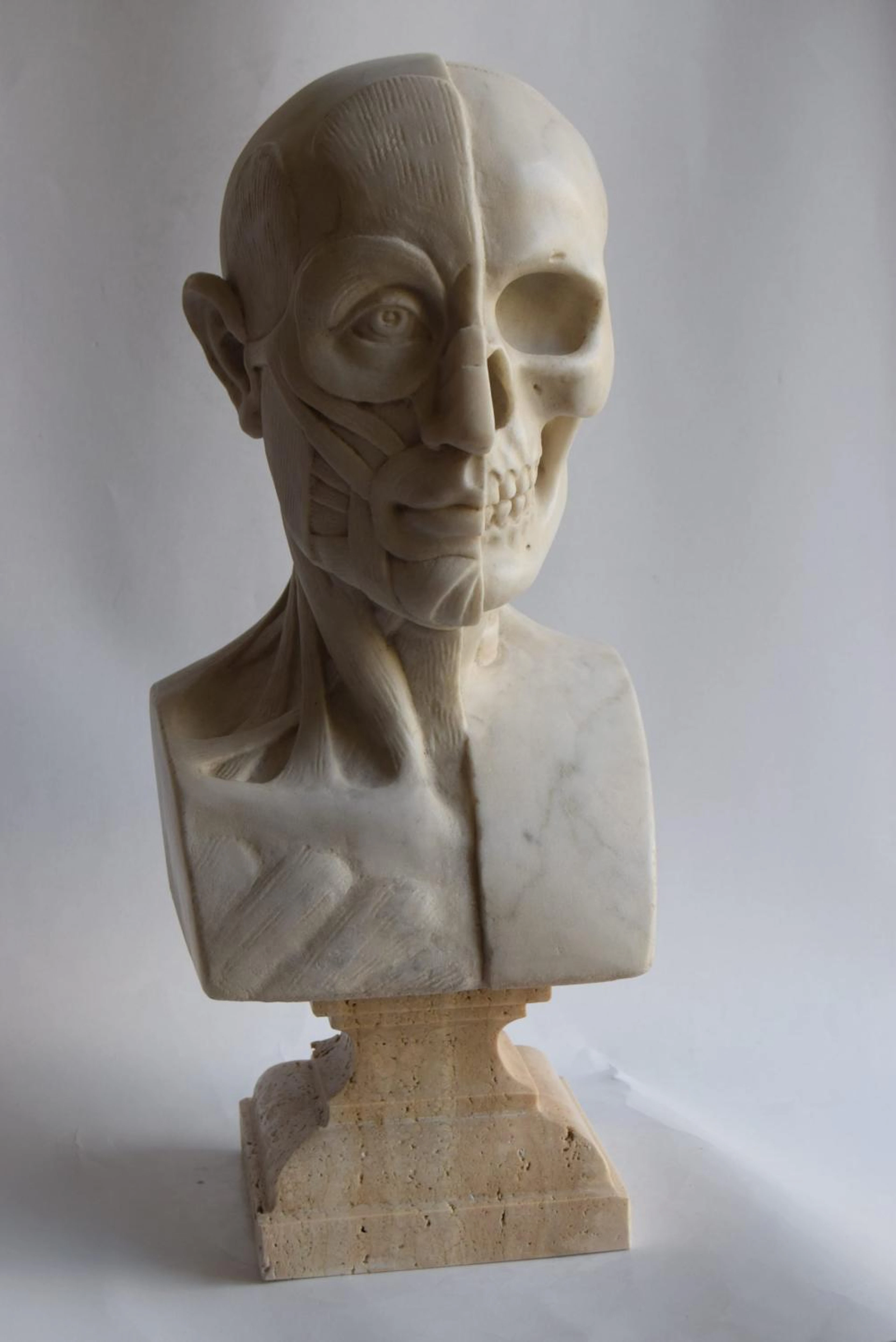 Anatomical sculpture