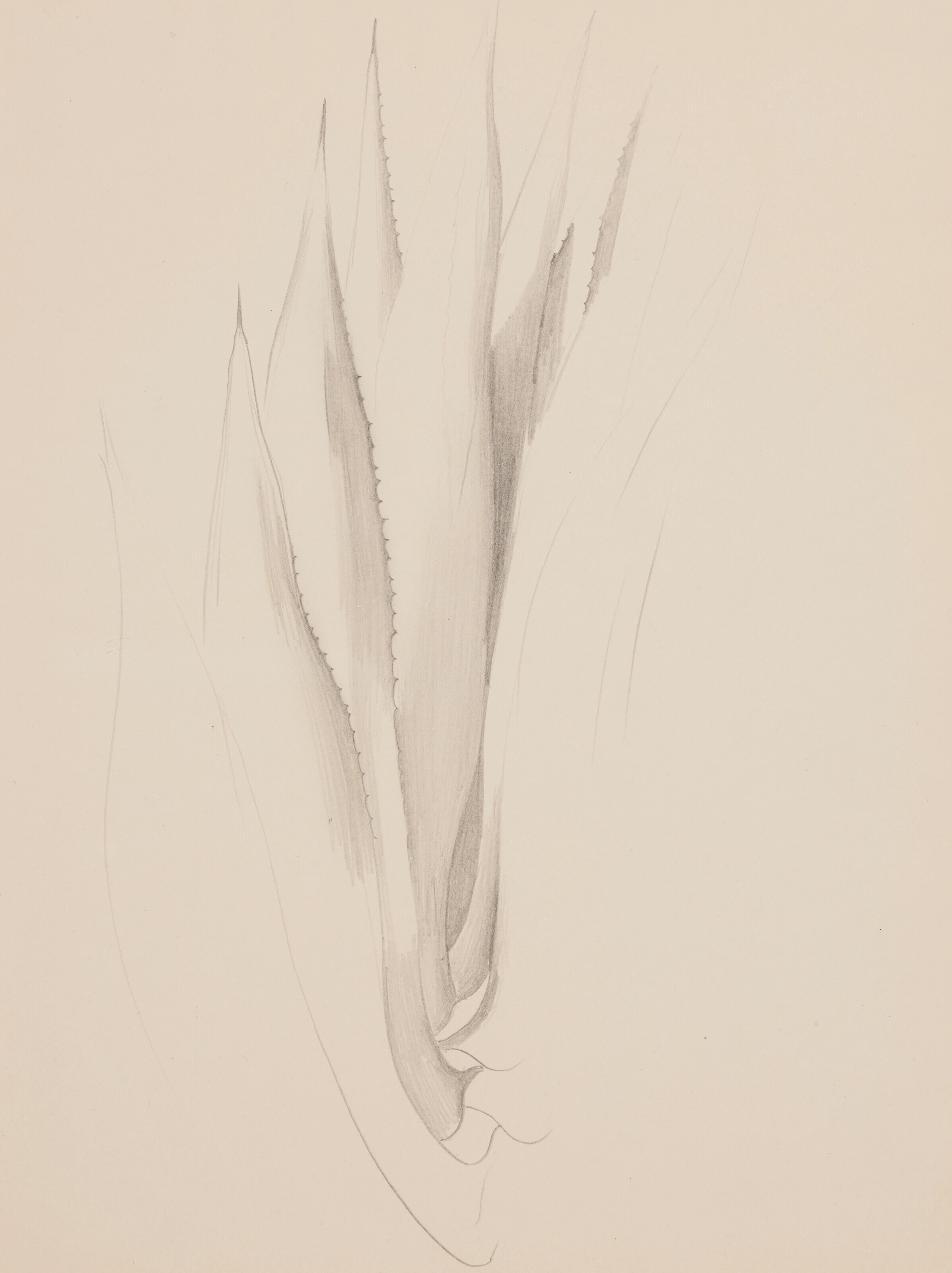 GEORGIA O'KEEFFE (1887-1986)