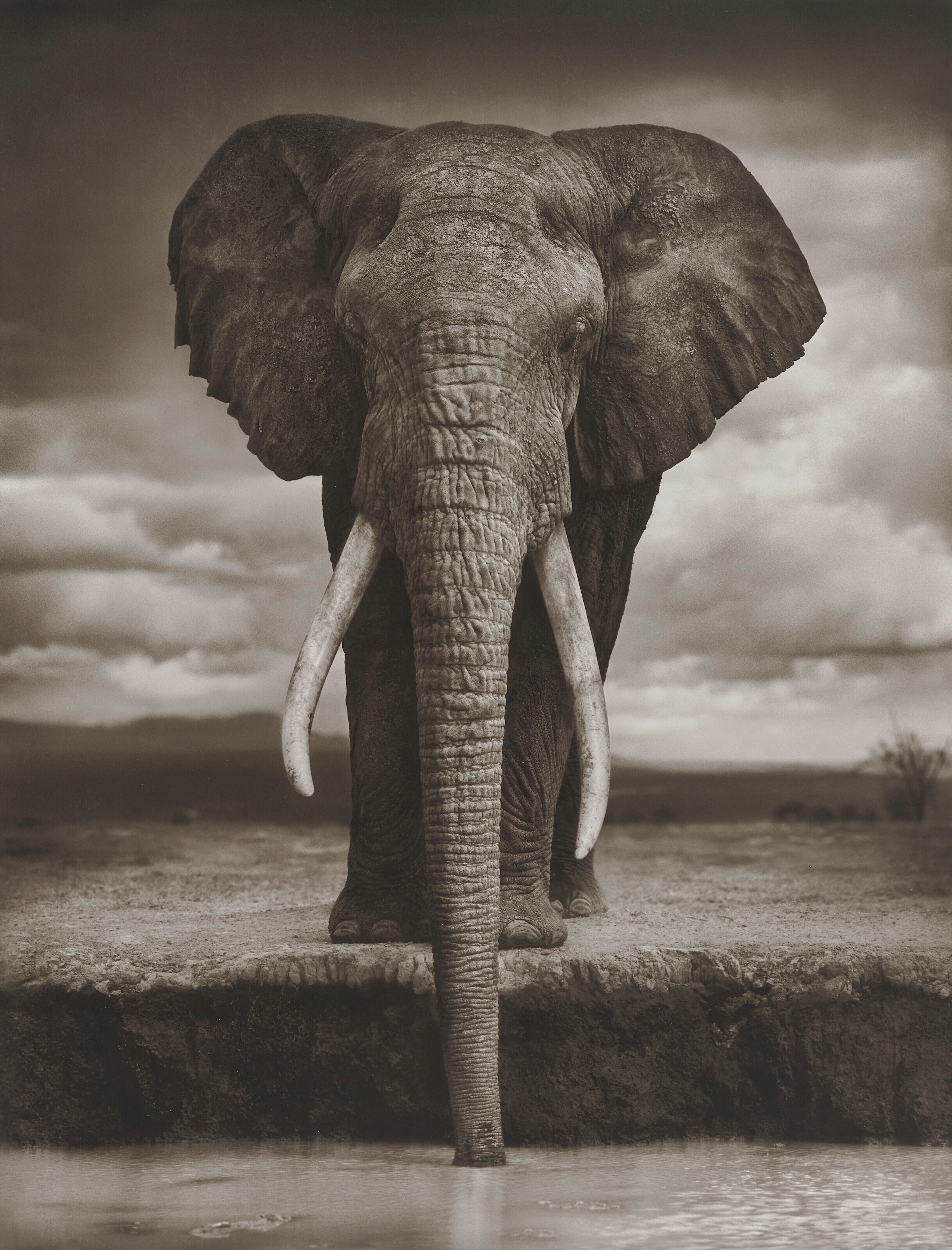 NICK BRANDT (NÉ EN 1964)