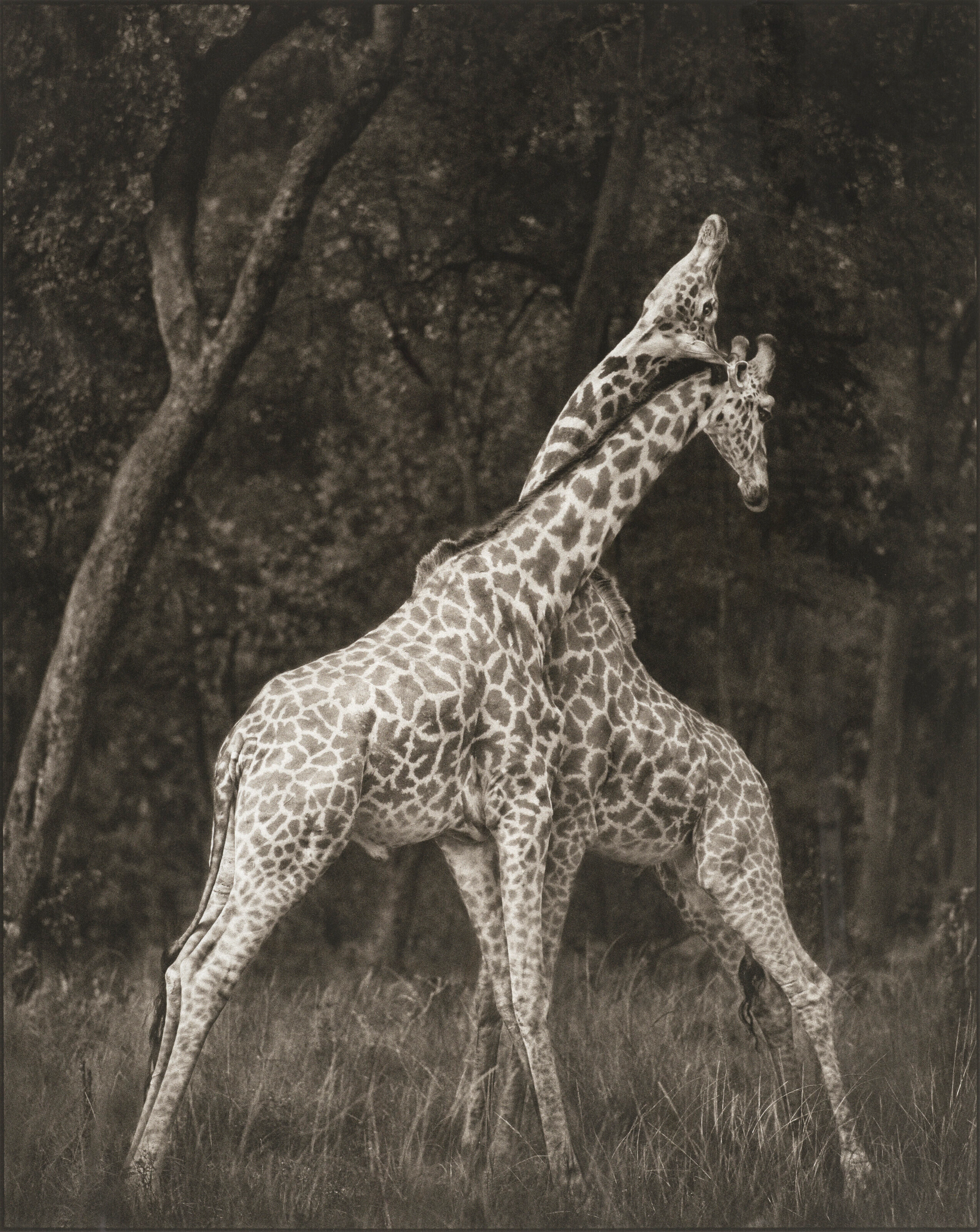 NICK BRANDT (NÉ EN 1964)