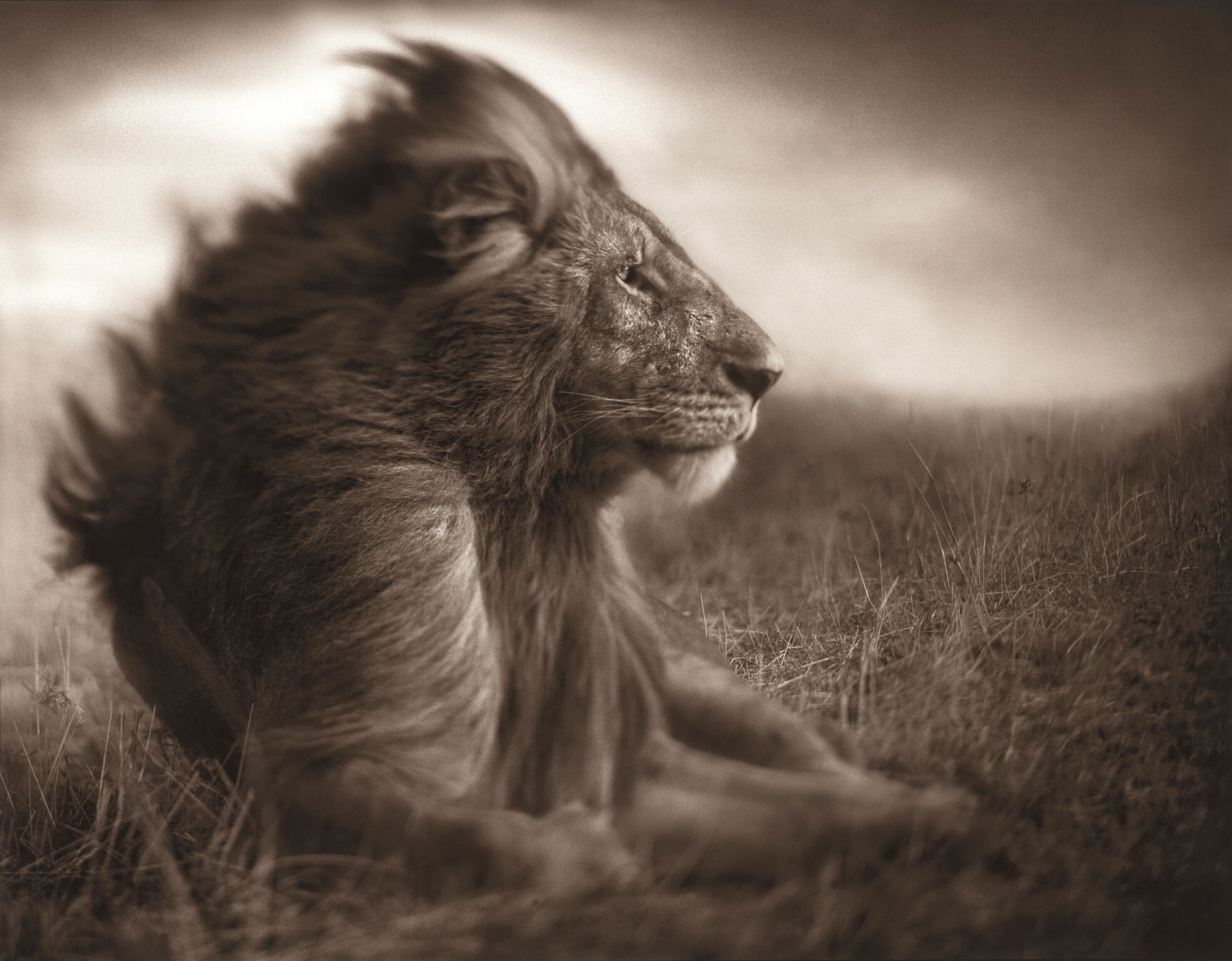 NICK BRANDT (NÉ EN 1964)