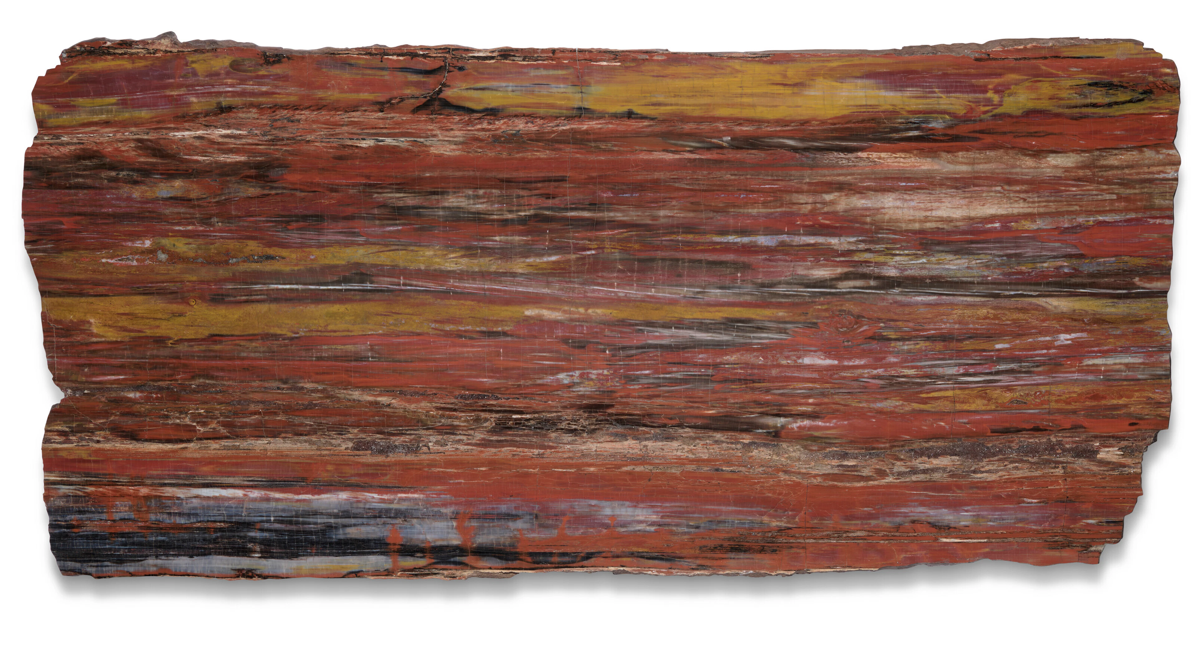 A SLICE OF SILICIFIED CONIFER WOOD