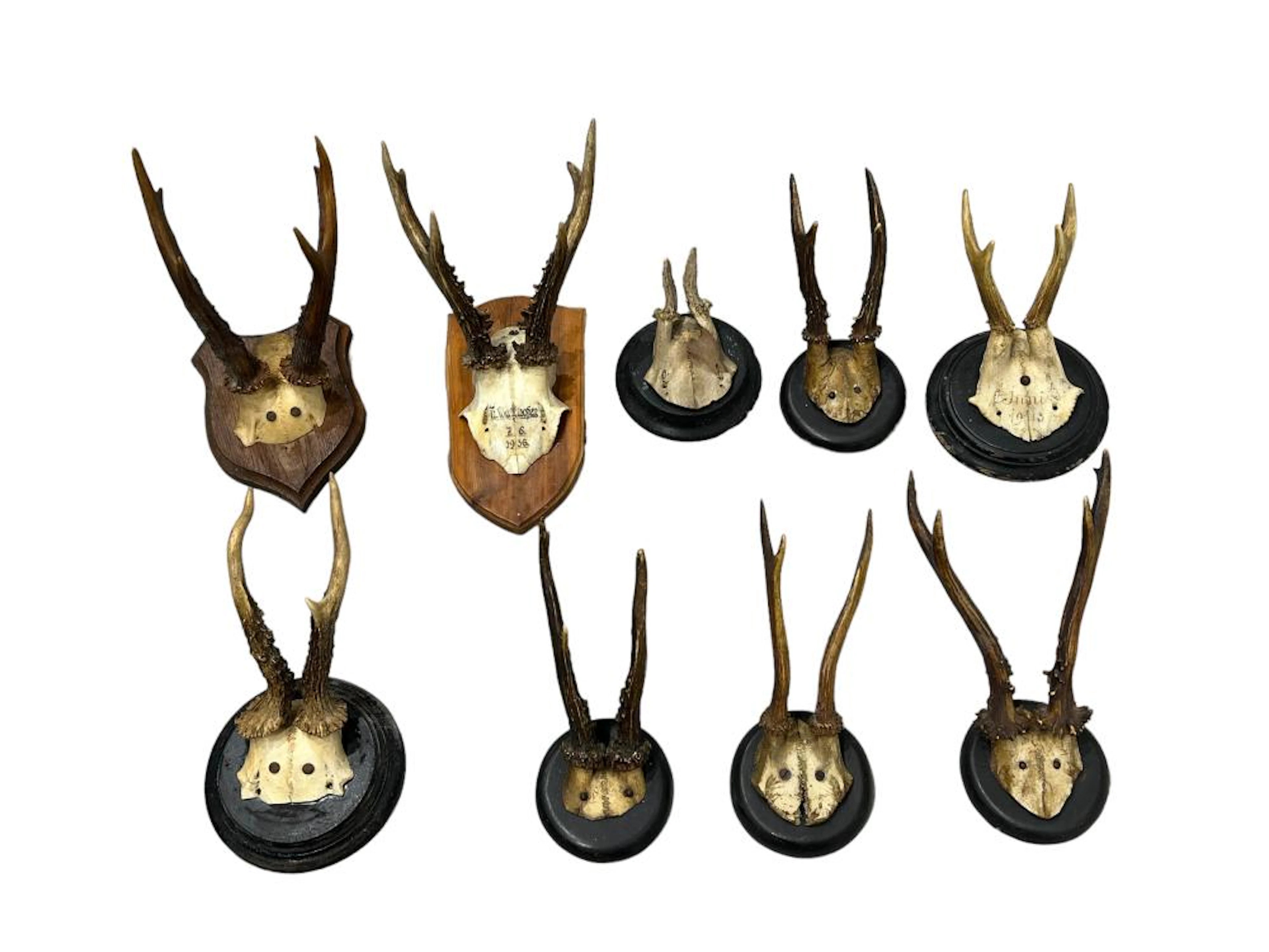 9pc. Lot of Roe Buck Antler Mounts tallest - 8 1/4"H