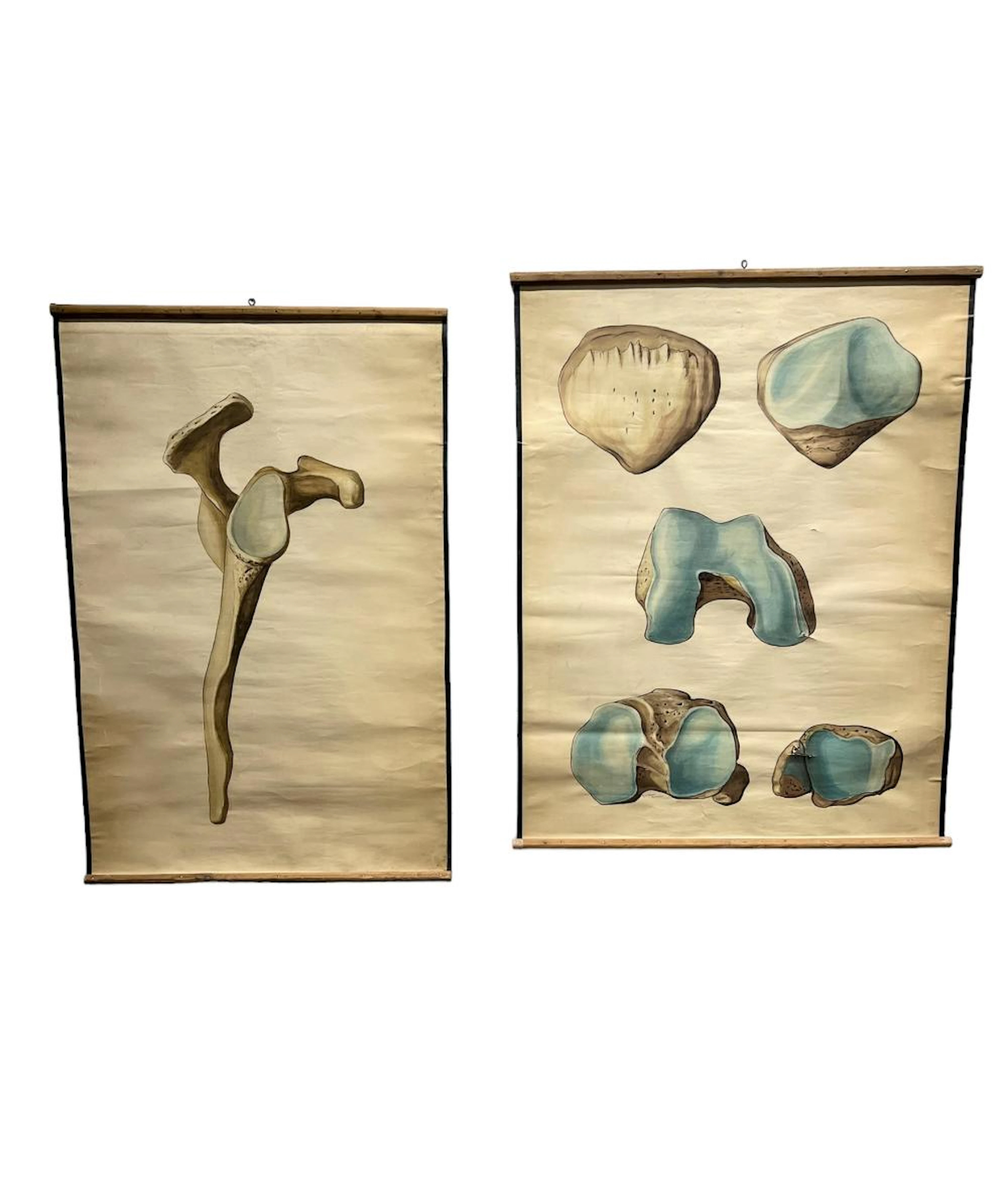 2pc. Lot of Anatomy Posters 59 1/2" x 46 3/4" / 60 1/4" x 39 1/4"