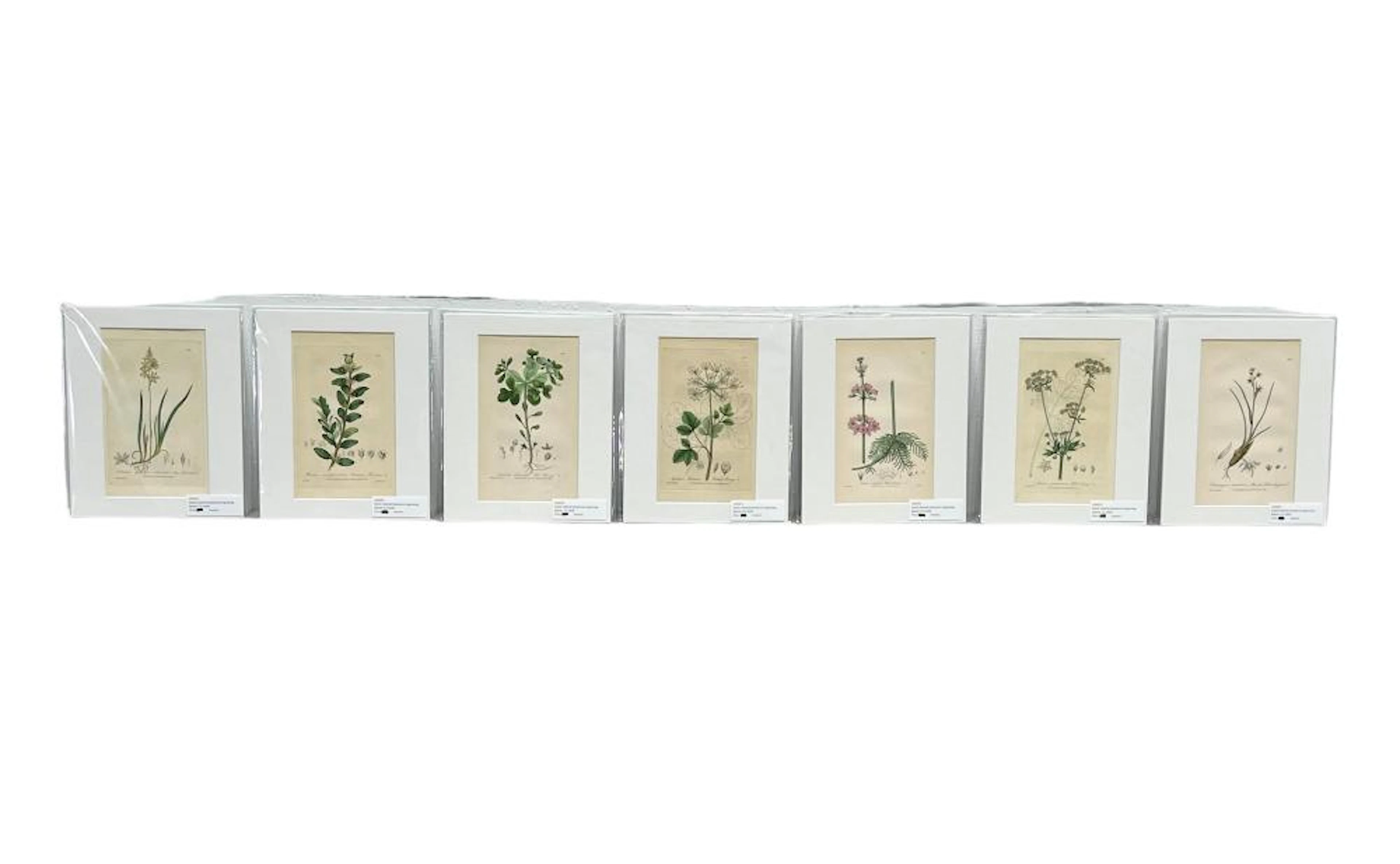 7pc. Lot of Hand Colored Botanical Engravings 10" x 8"