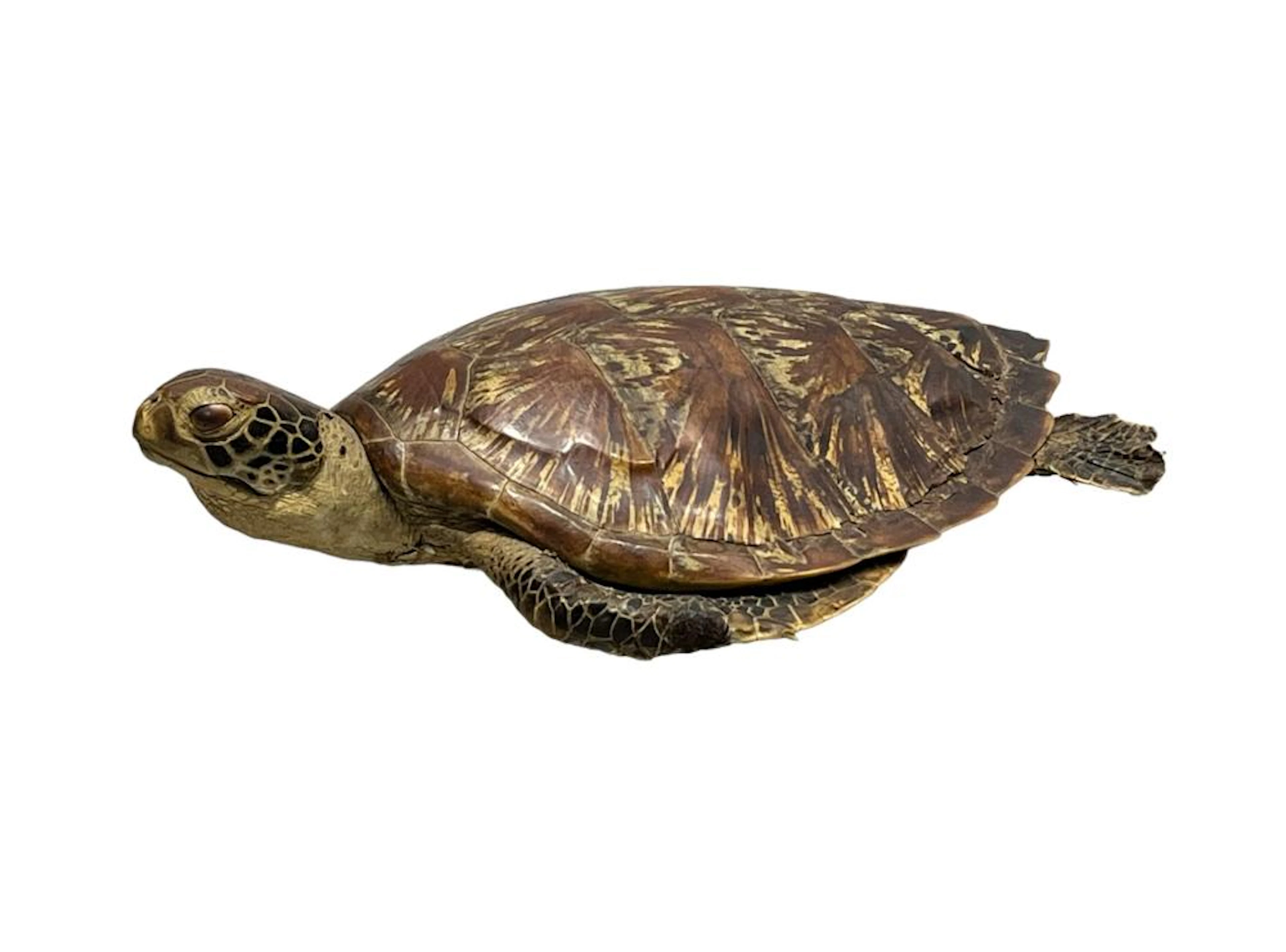 Taxidermied Sea Turtle **Must be Texas Resident- Affidavit Provided**