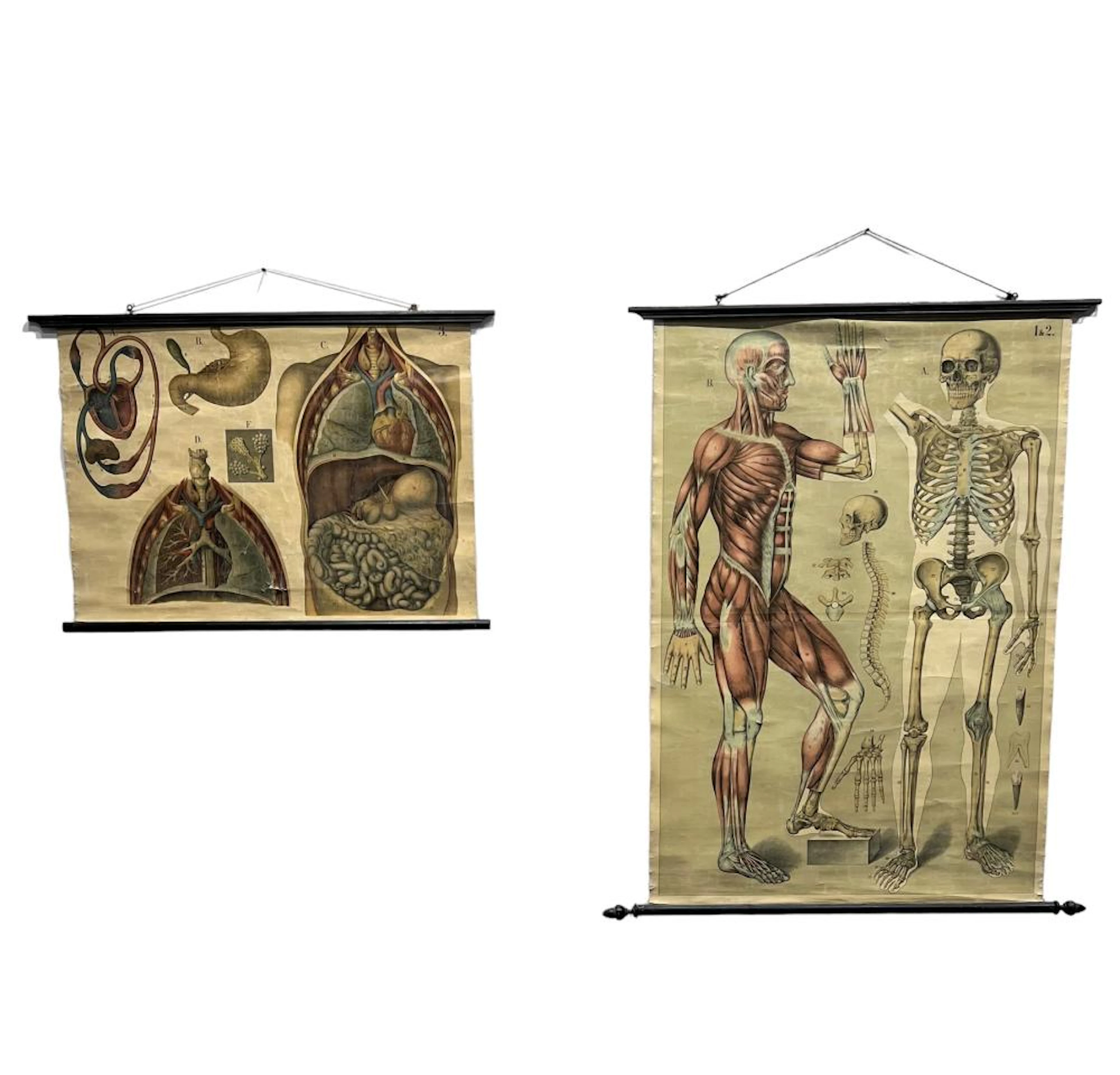 2pc. Lot of Anatomy Posters 26 1/8" x 38 5/8" / 51 5/8" x 42 3/8"