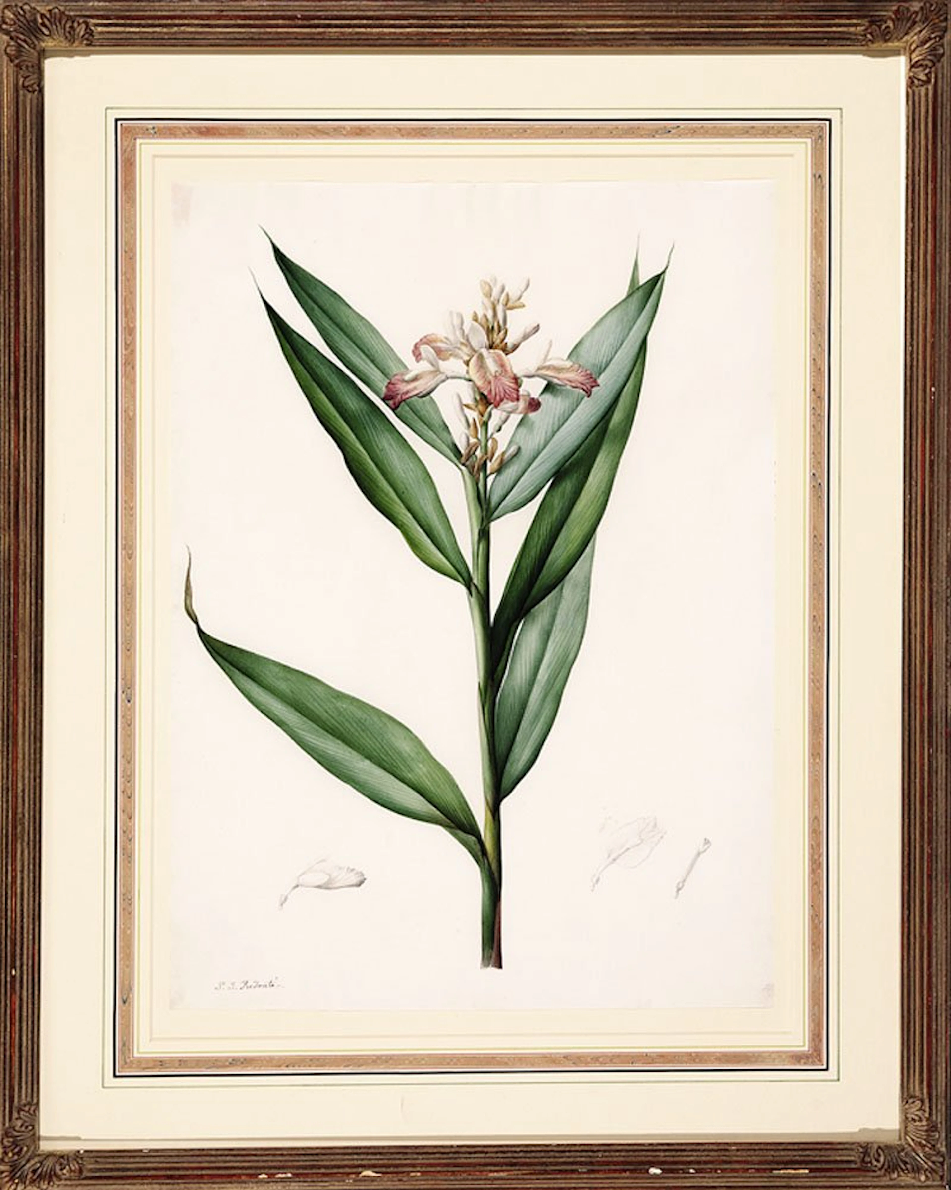 Pierre Joseph Redouté (French, 1759-1840)