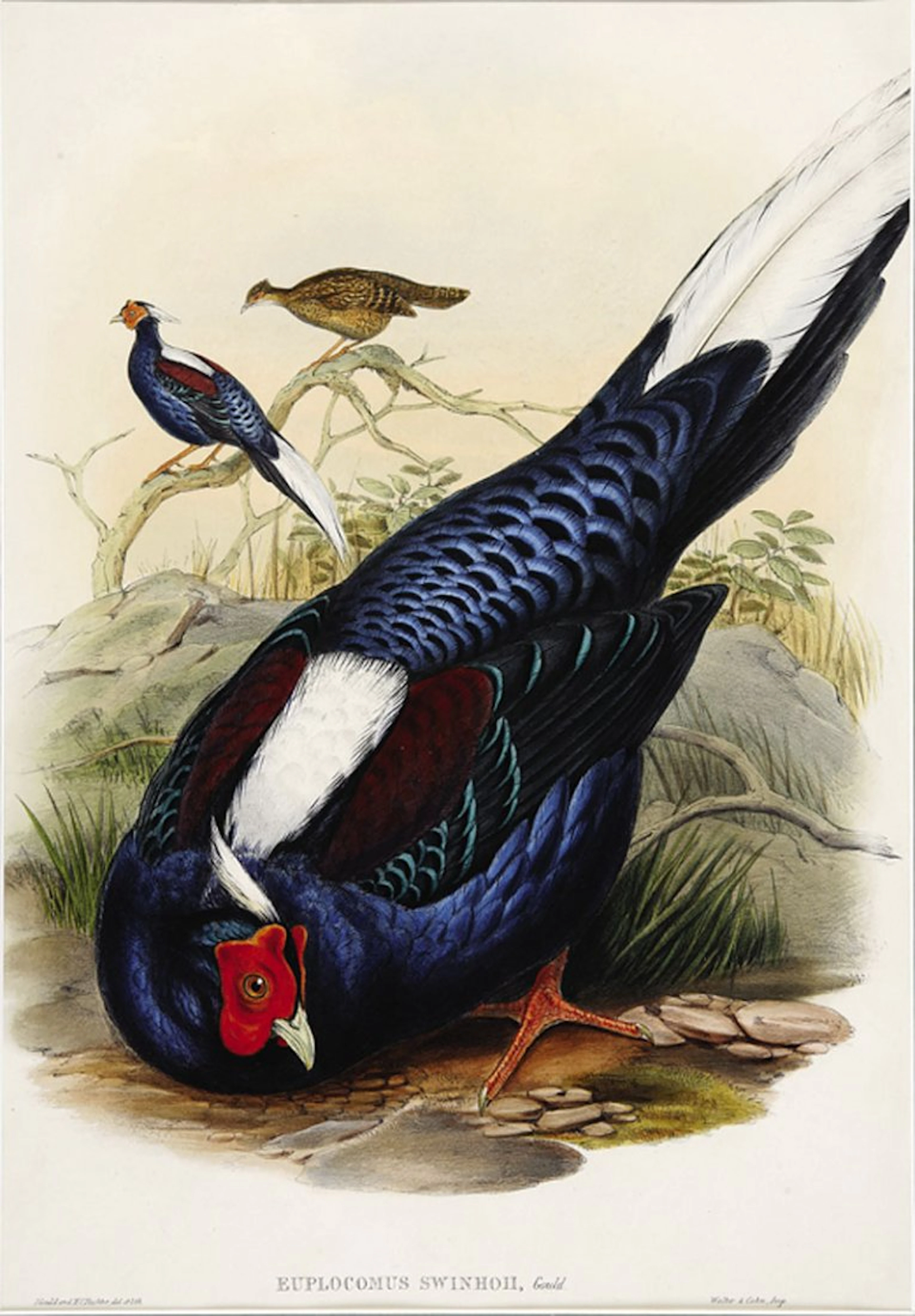 John Gould (English, 1804-1881)