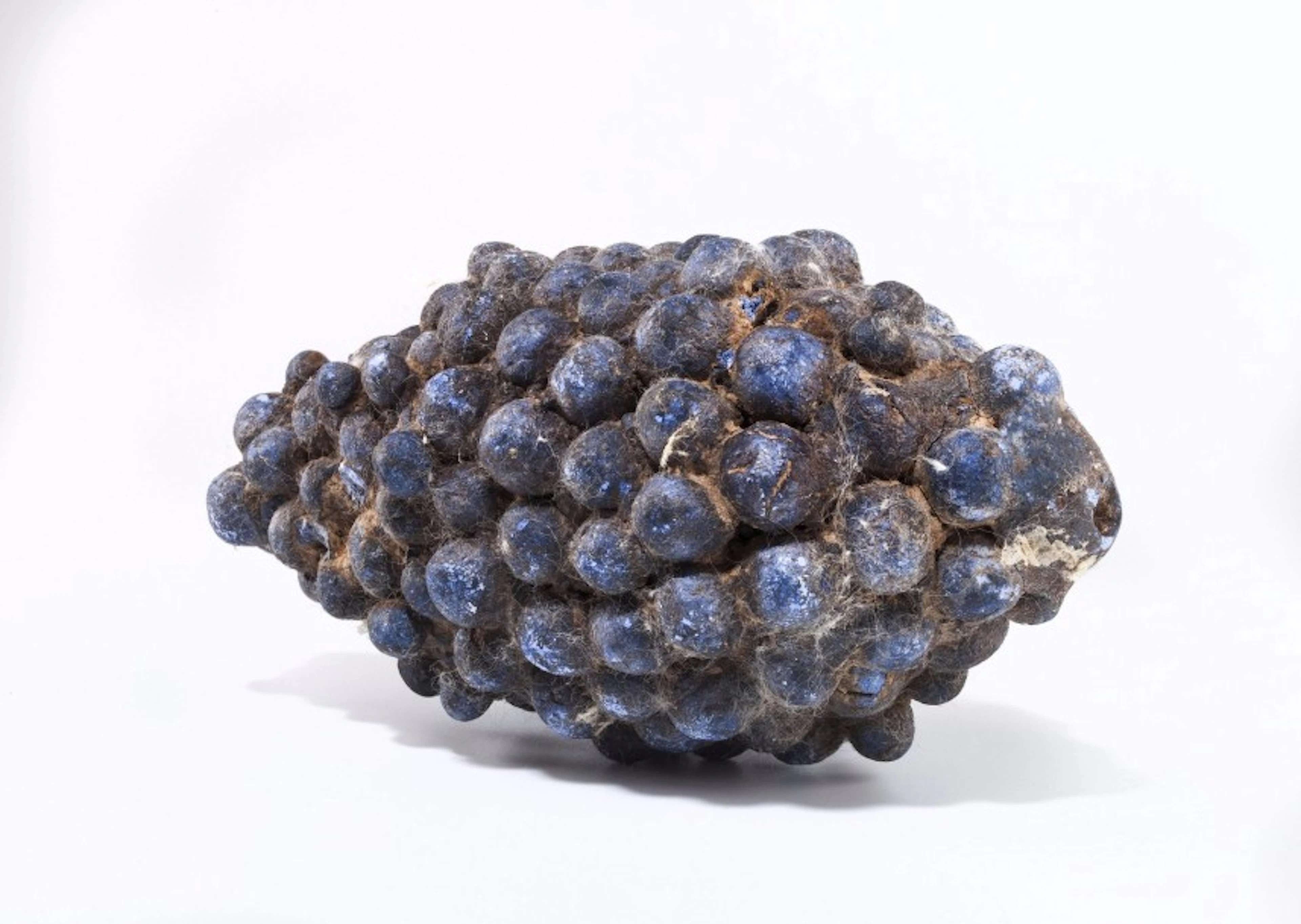 Grappe de raisin Céramique bleue Petits manques Dans le goût de l'Egypte