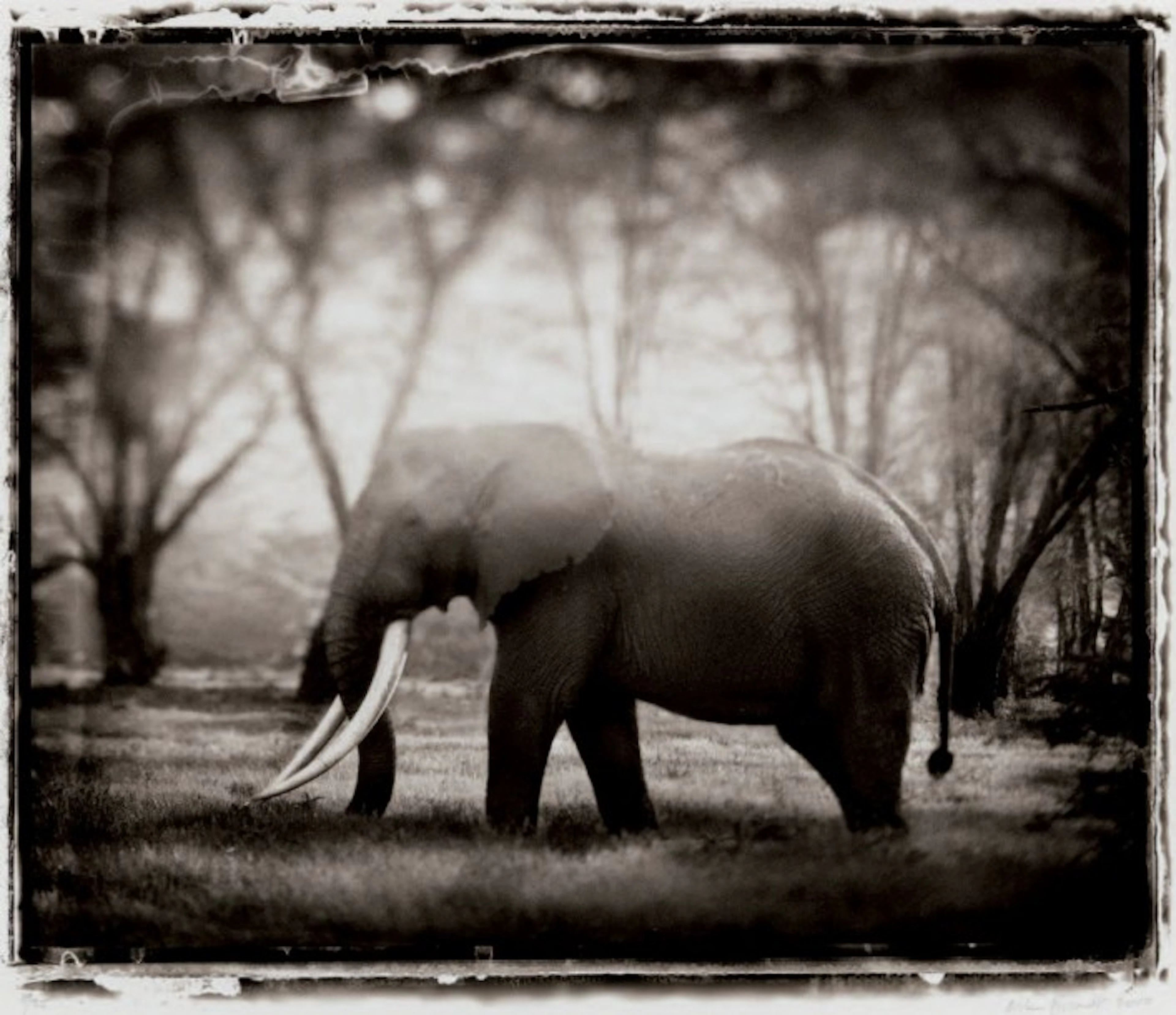 NICK BRANDT 1966