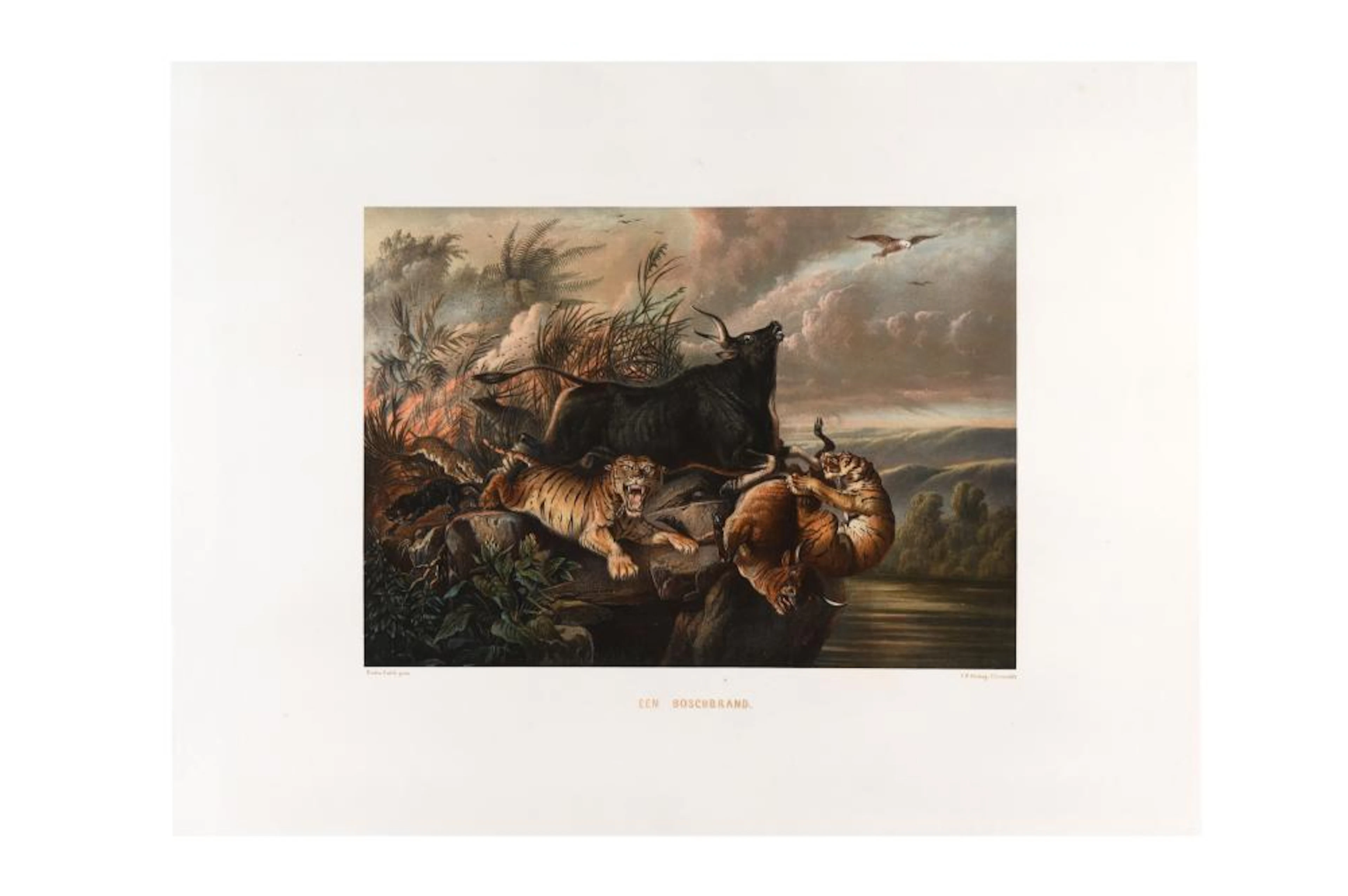 15 rare chromolithographs from ?De Indische Archipel...