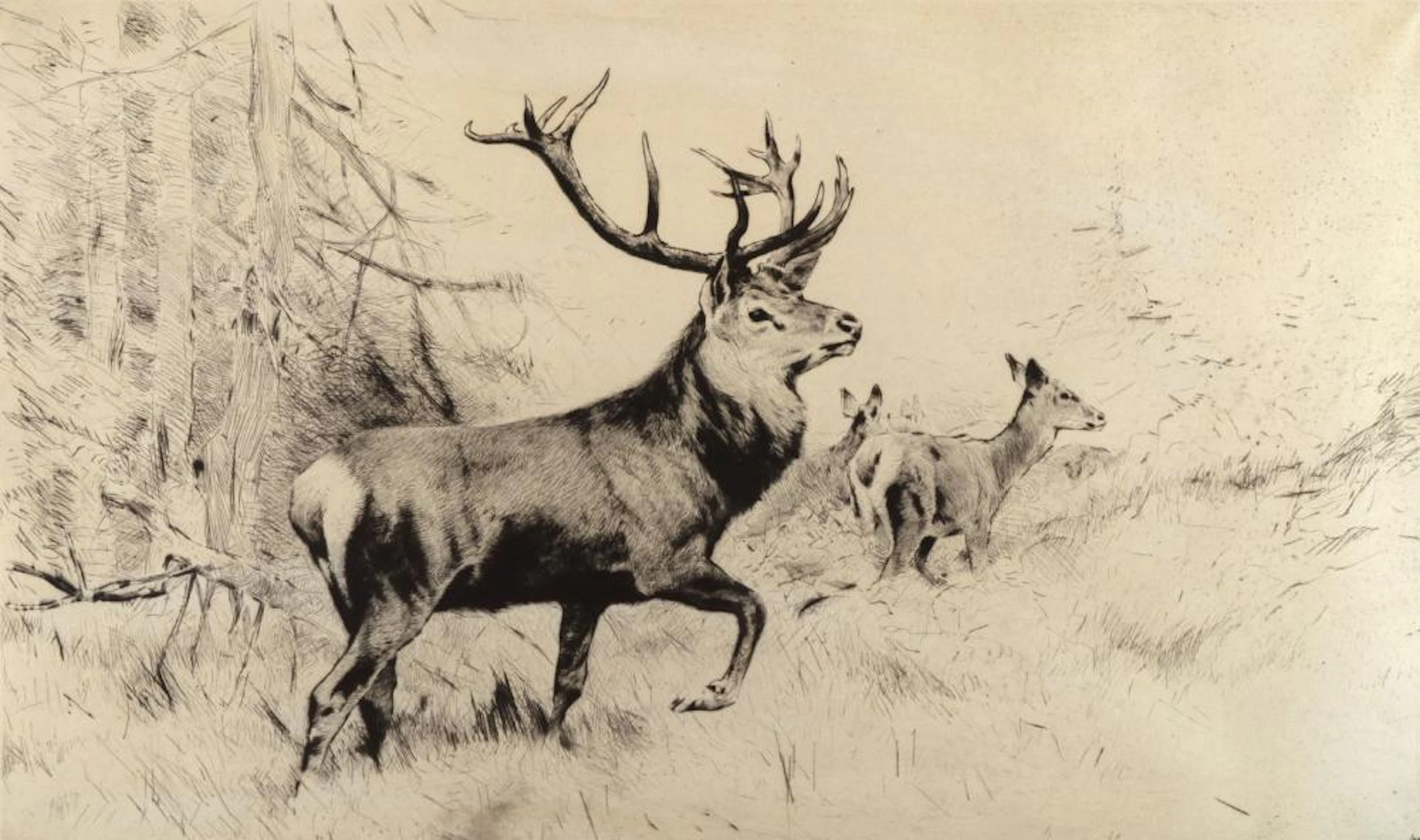 Friedrich Wilhelm Kuhnert (1865-1926), Red Deer (Rotwild)