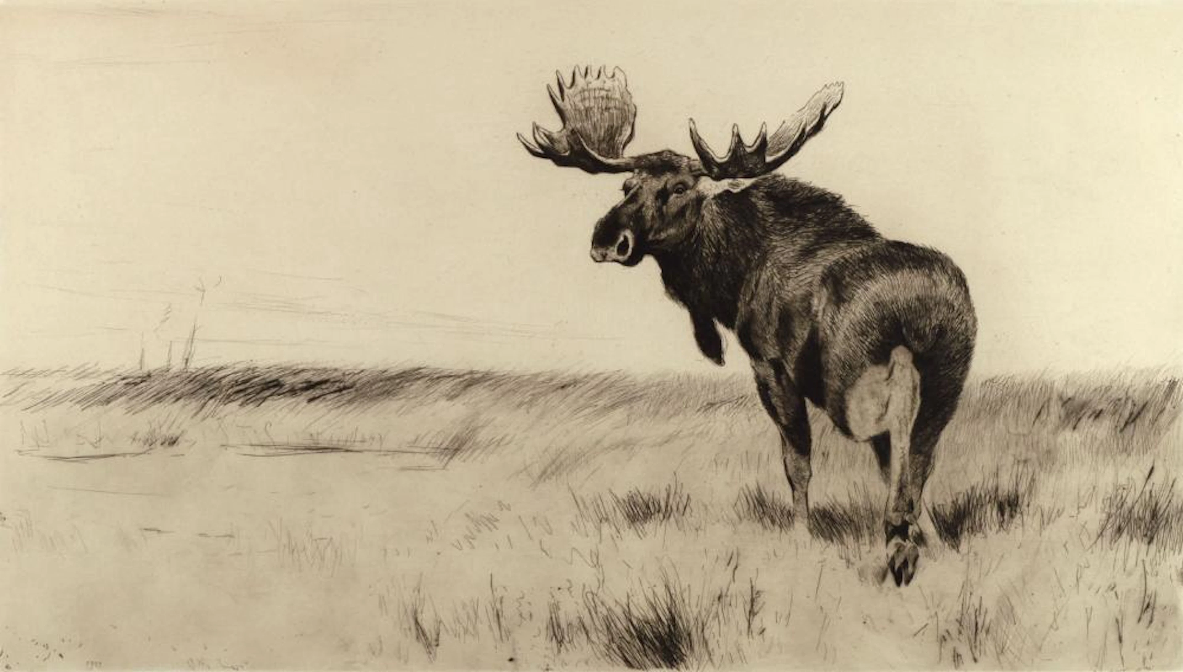 Friedrich Wilhelm Kuhnert (1865-1926), European Moose (Elch)