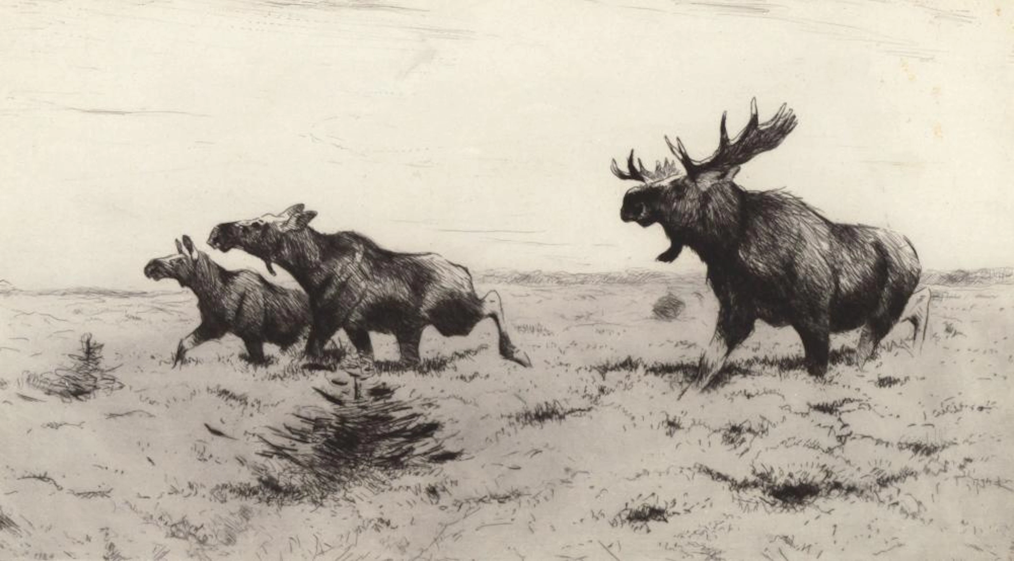 Friedrich Wilhelm Kuhnert (1865-1926), Fleeing Moose (Fluchtende Elche)