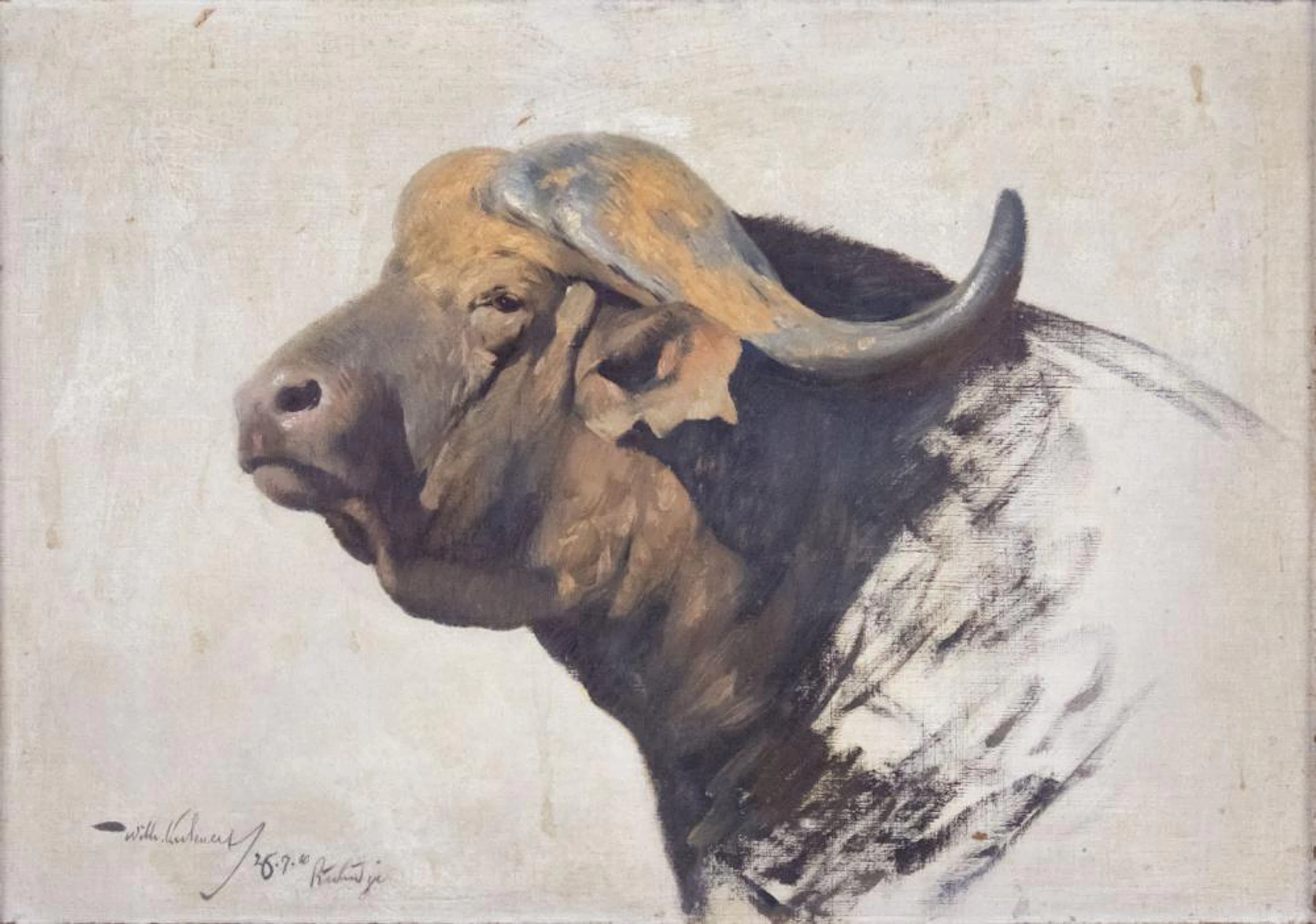 Friedrich Wilhelm Kuhnert (1865-1926), Cape Buffalo