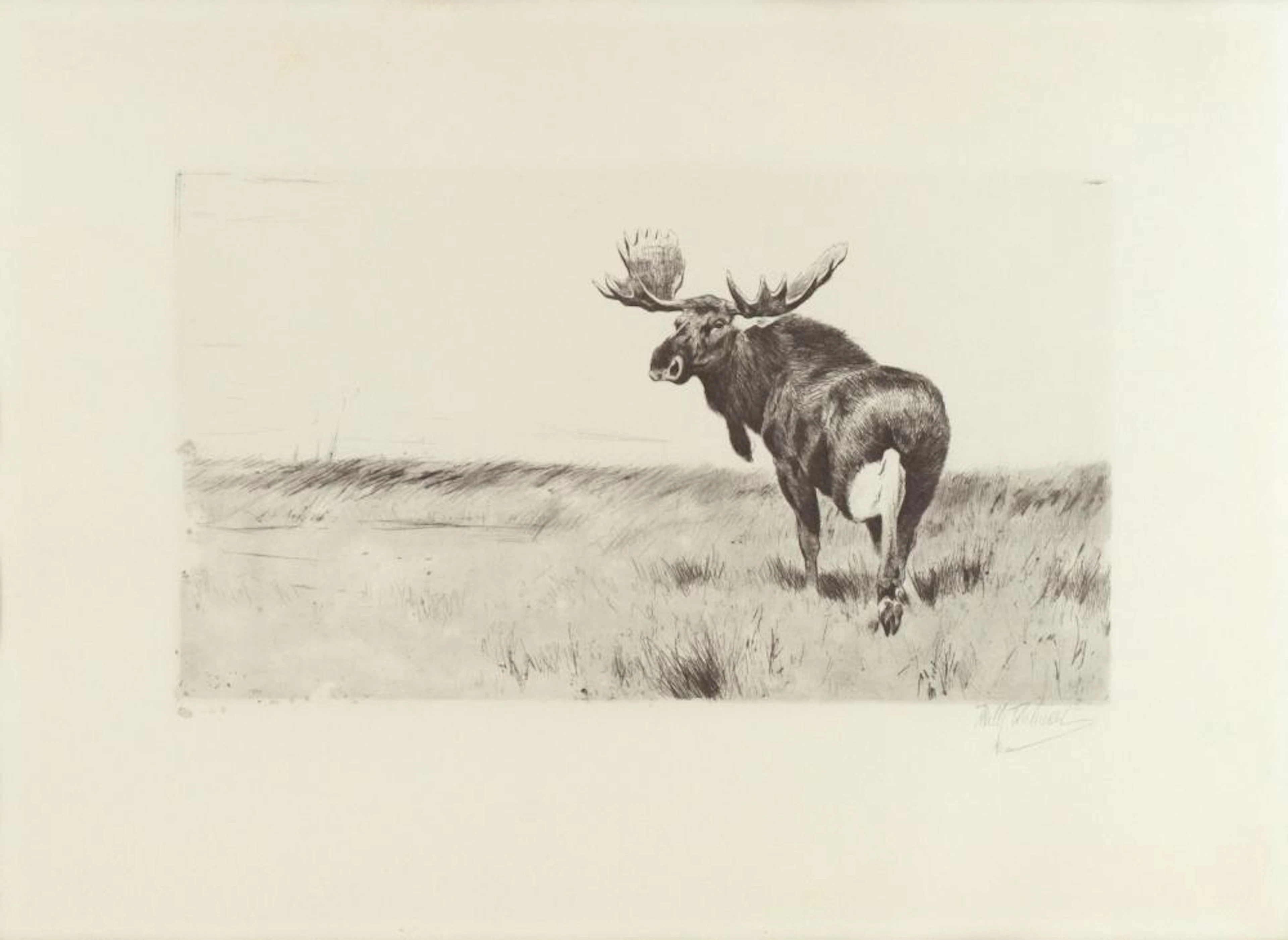 Friedrich Wilhelm Lion Kuhnert (1865-1926), Untitled (Moose)