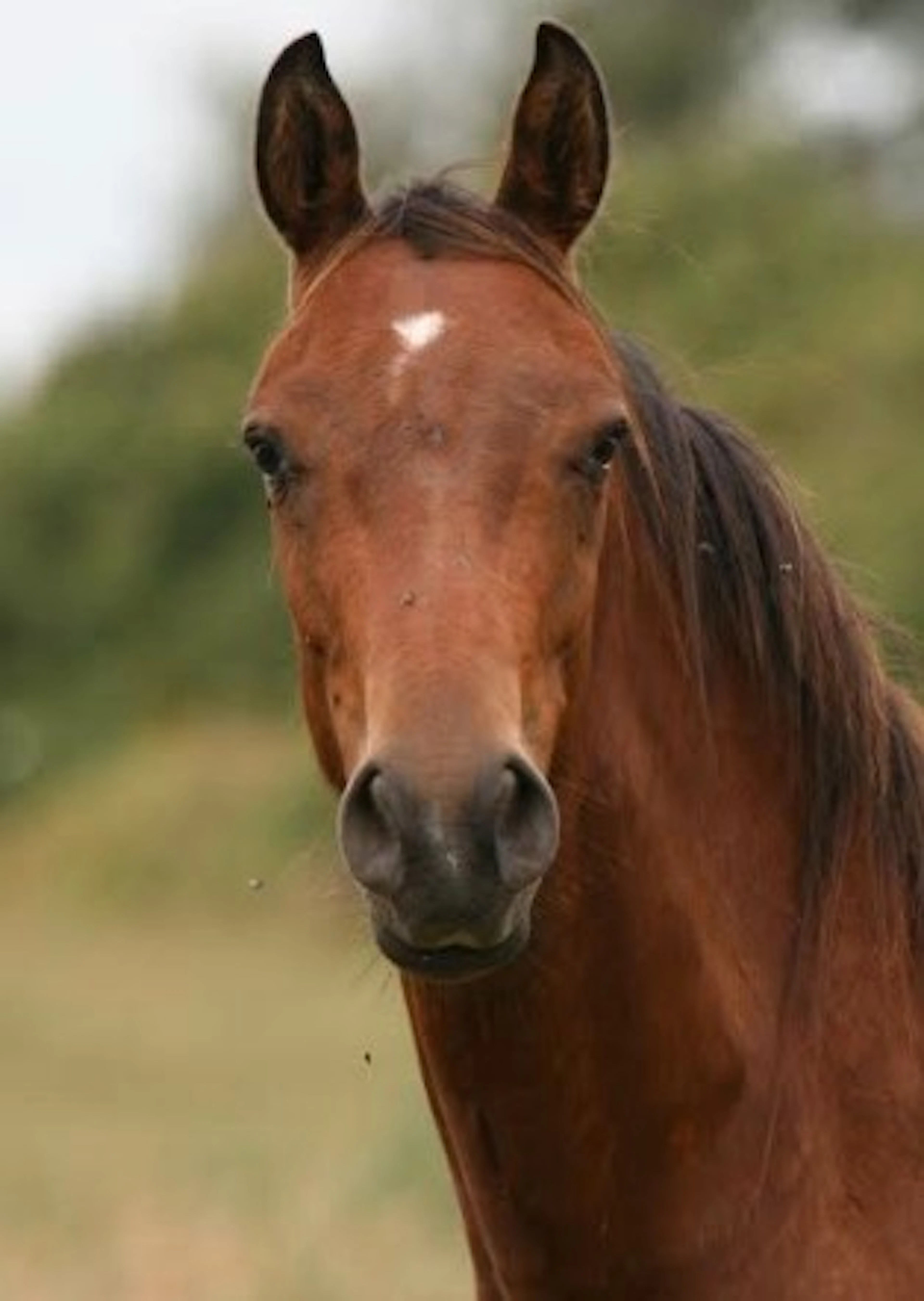 ESTEBAN M'AUREA