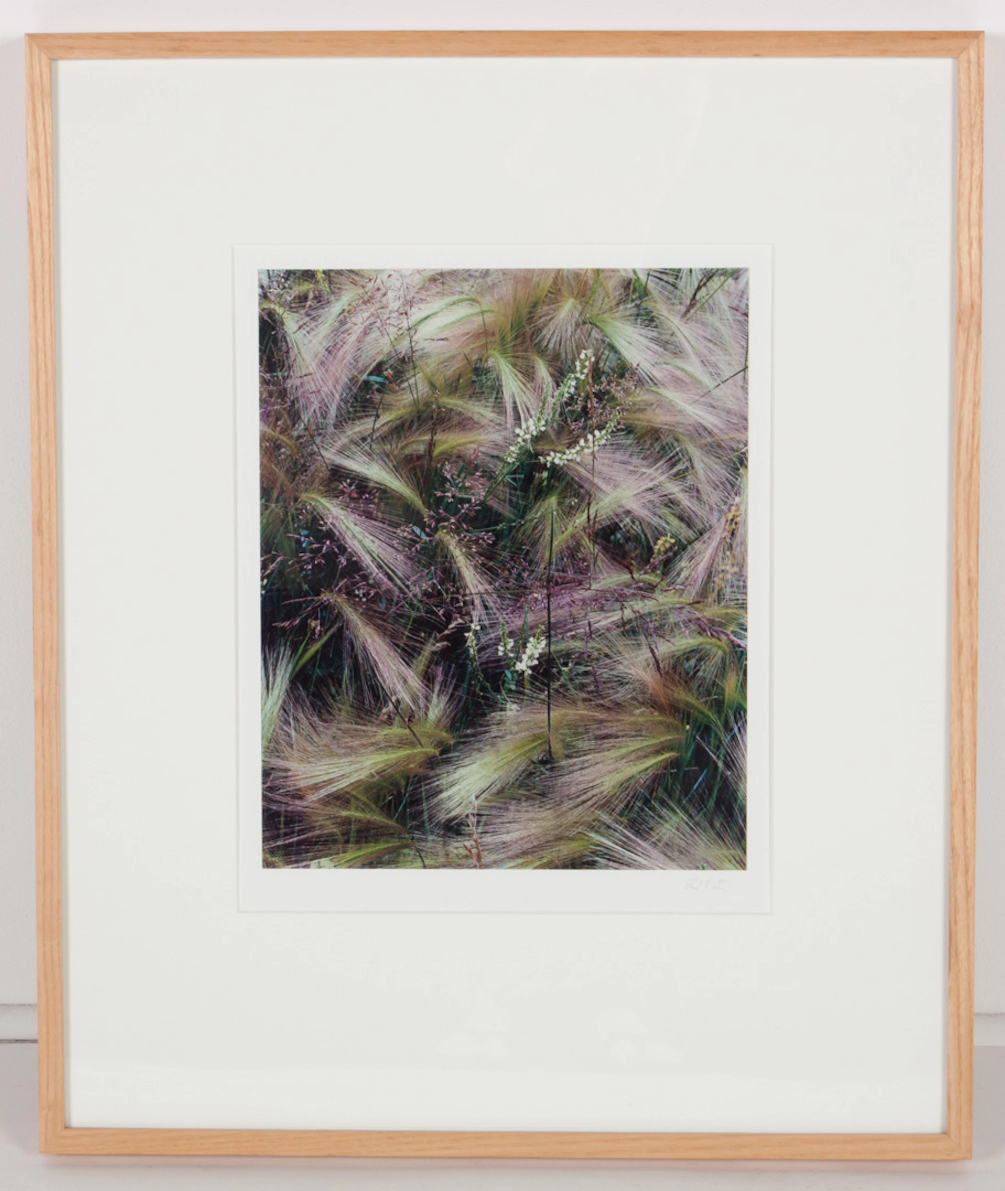 Eliot Porter. "Foxtail Grass," dye transfer print