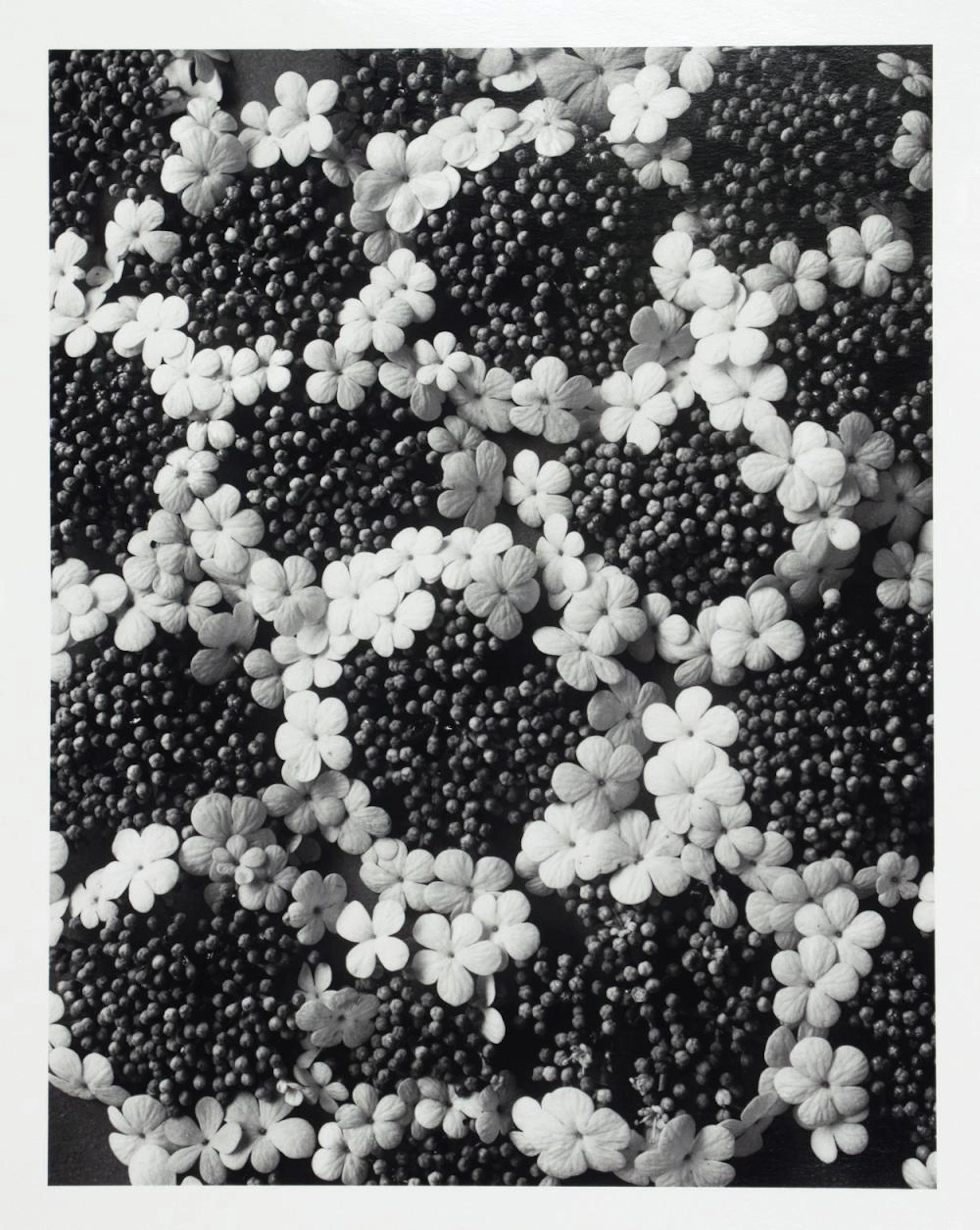Karl Blossfeldt. Pflanzenformen.