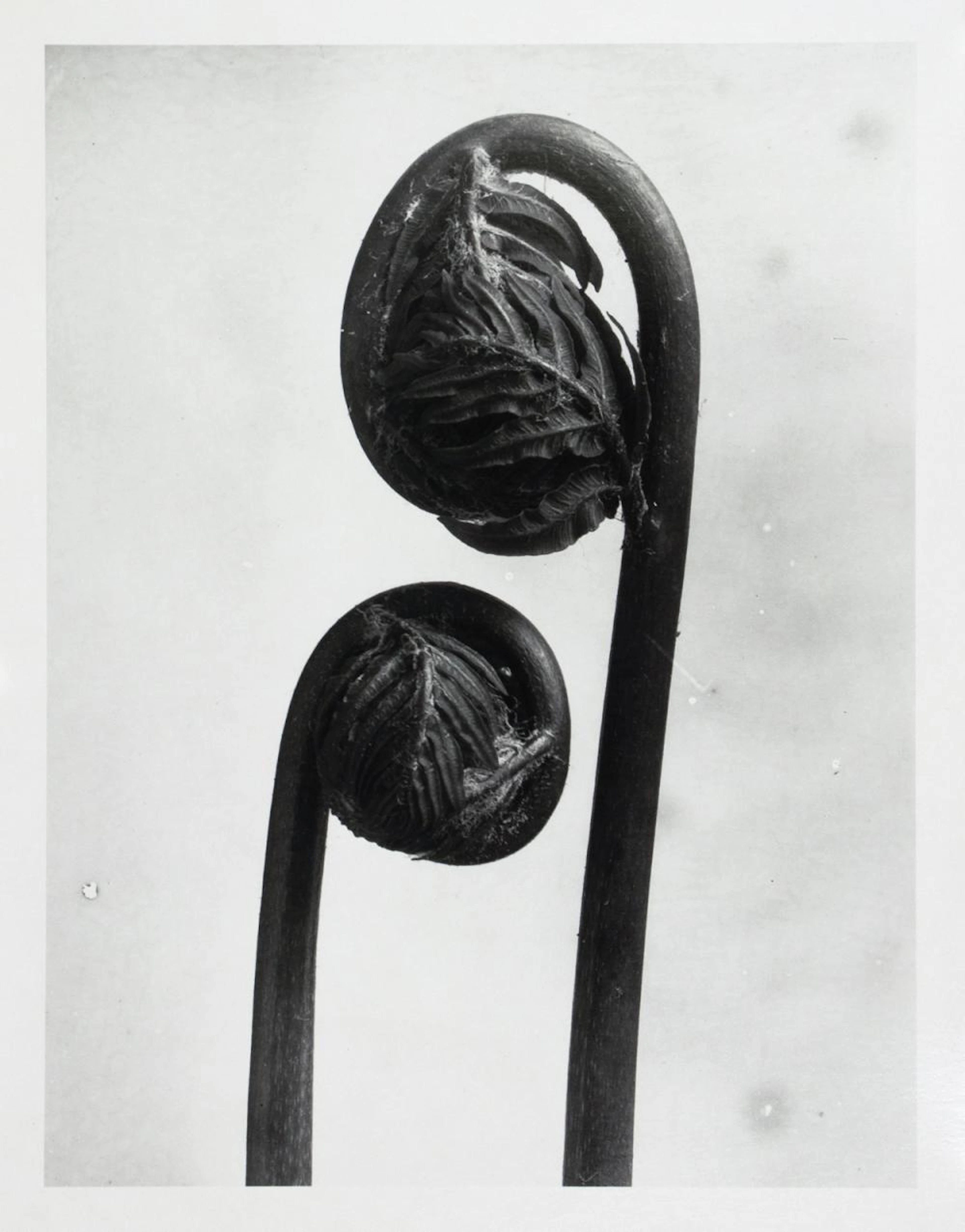 Karl Blossfeldt. Pflanzenformen II.