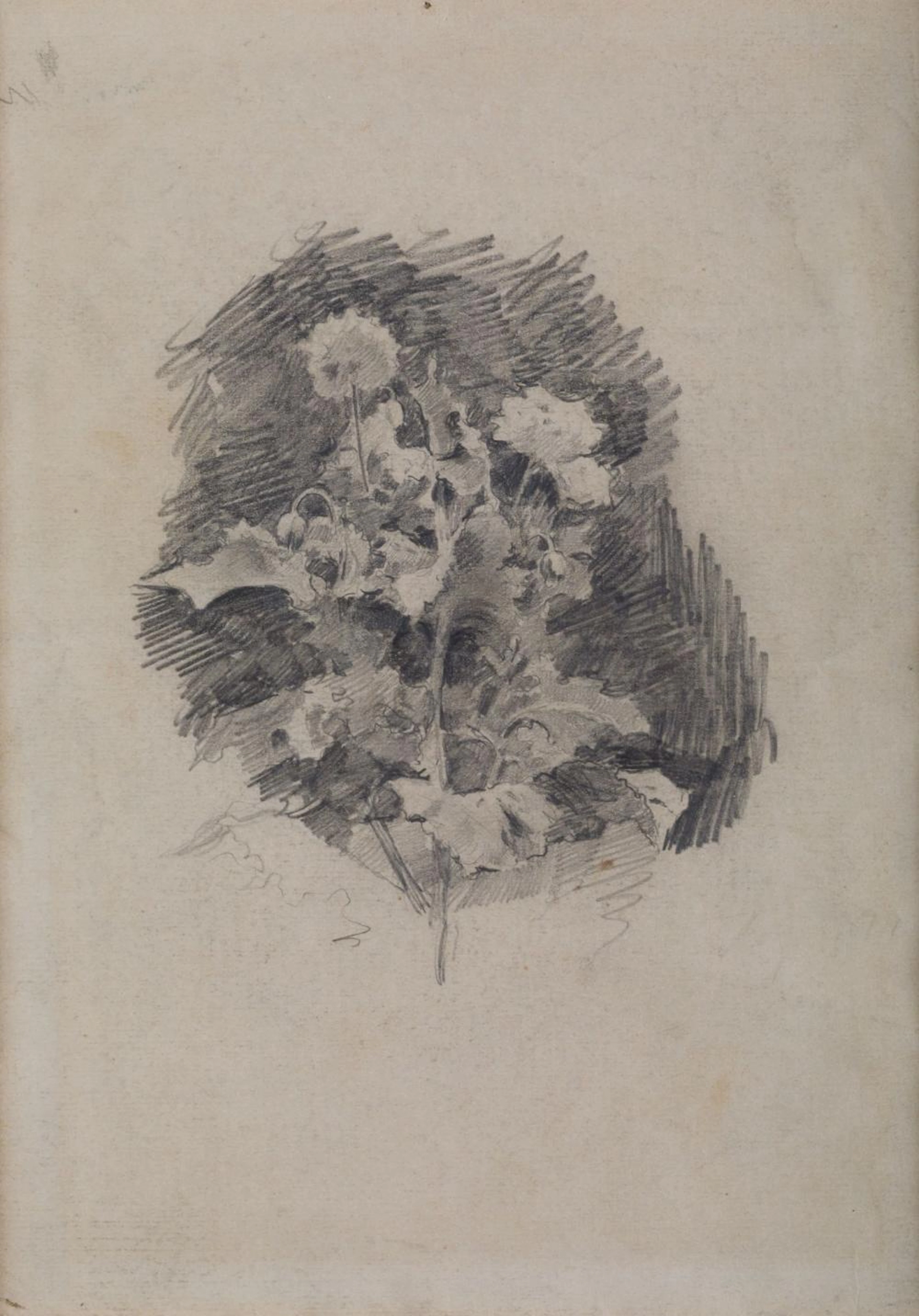SPANISH SCHOOL (19th century) "Opium poppies"