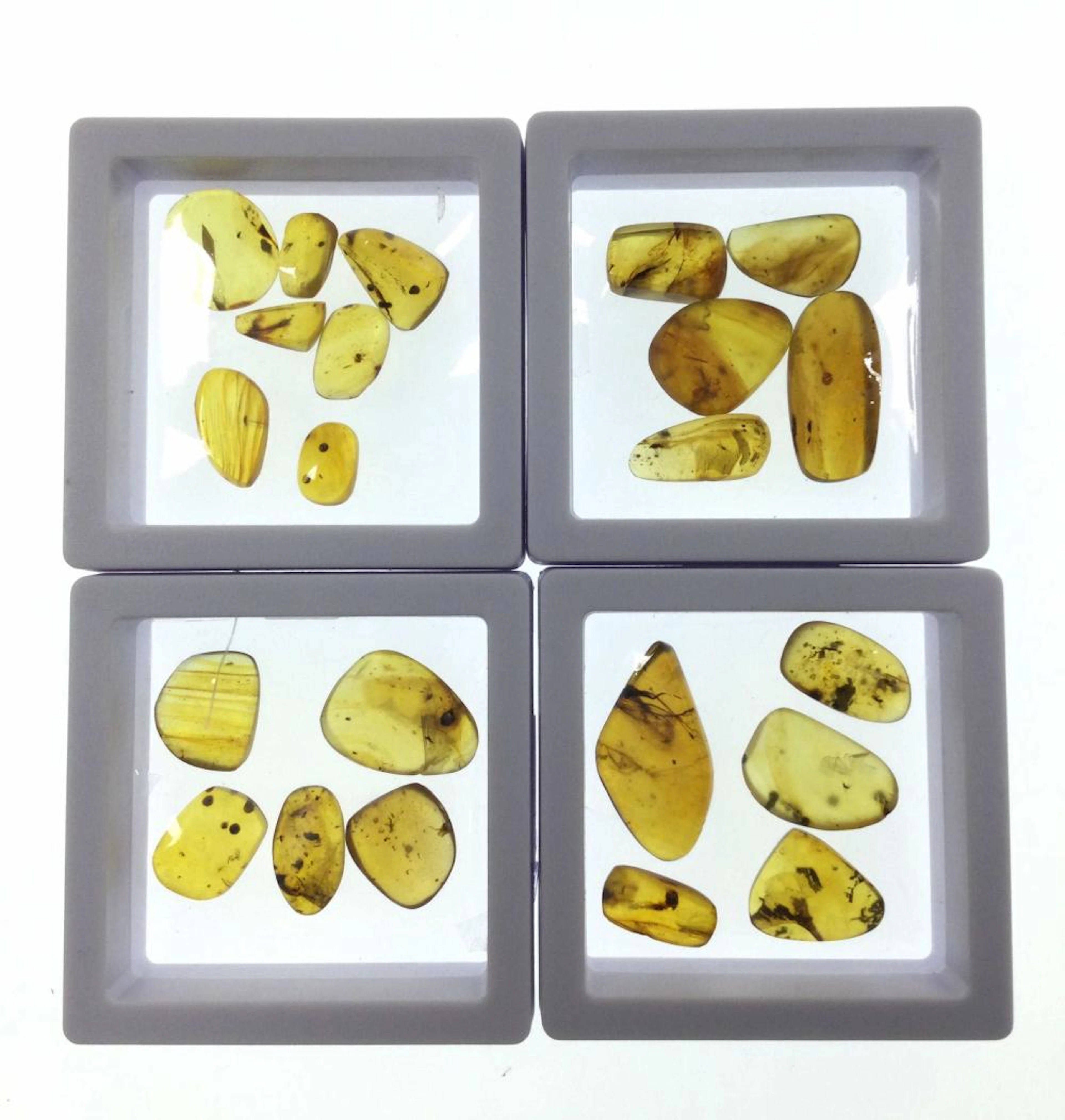Cretaceous Period Insects In Amber Specimens