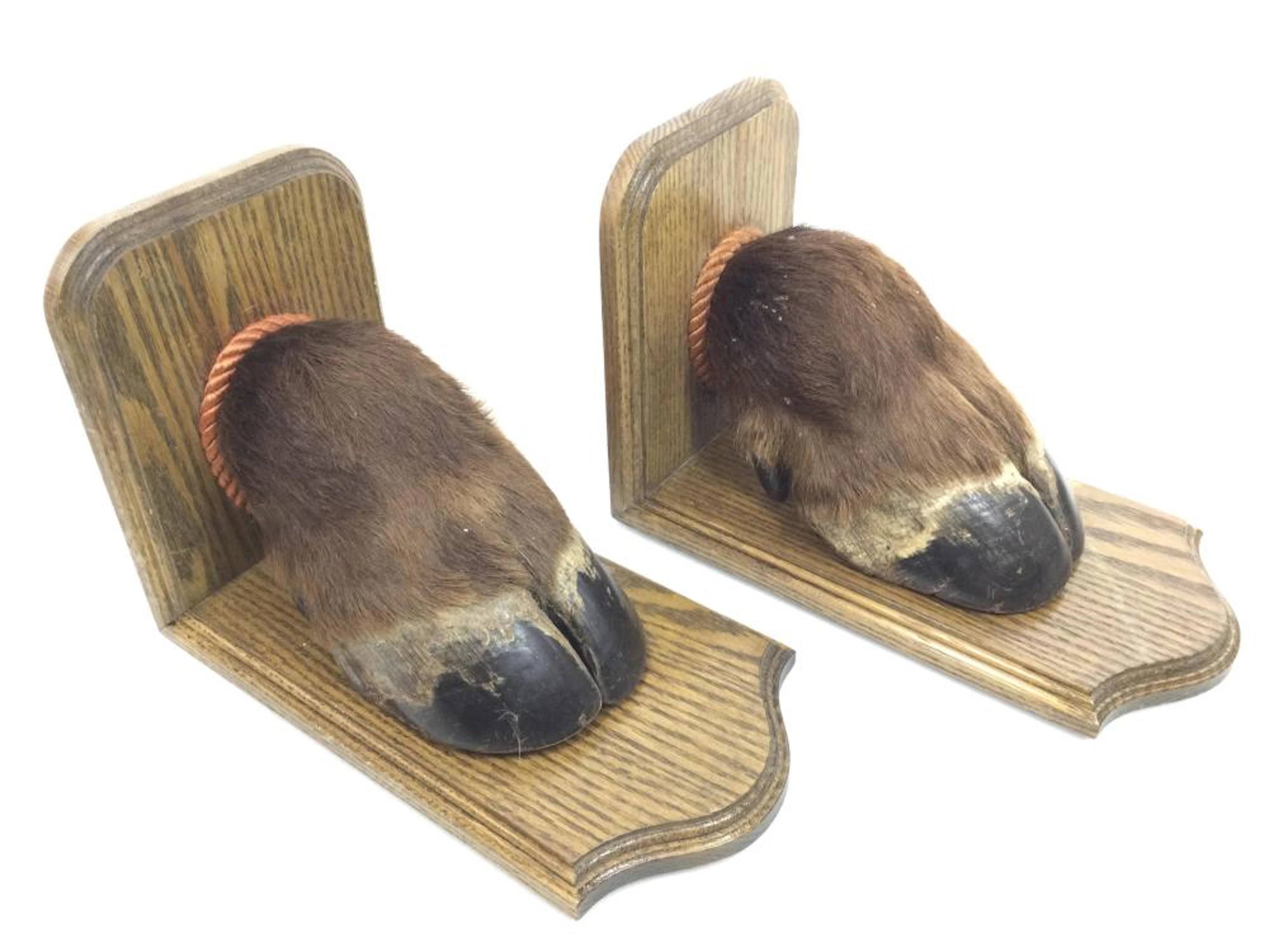 Pair Of Taxidermy Bison Hoof Bookends