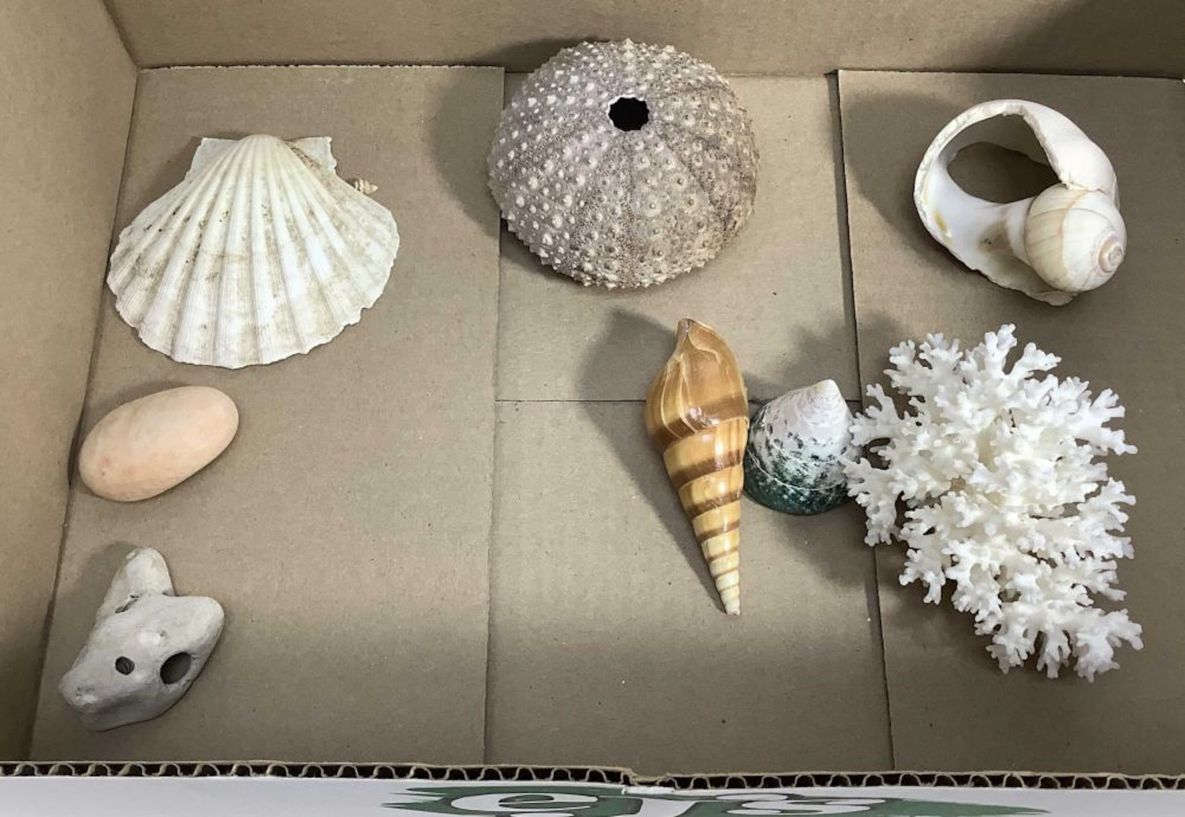 Seashells, Coral