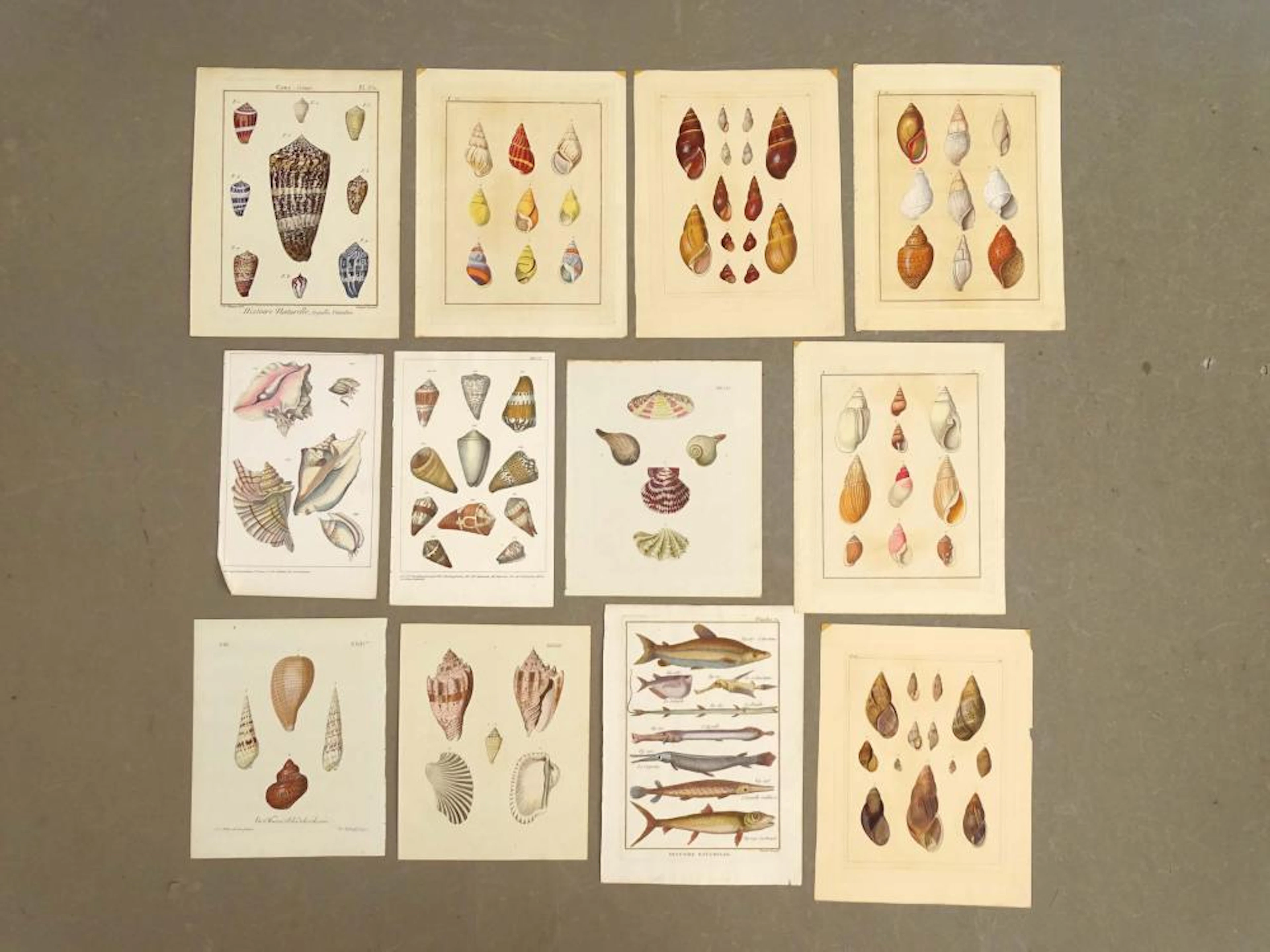 Shell Maritime Antique Prints (12)