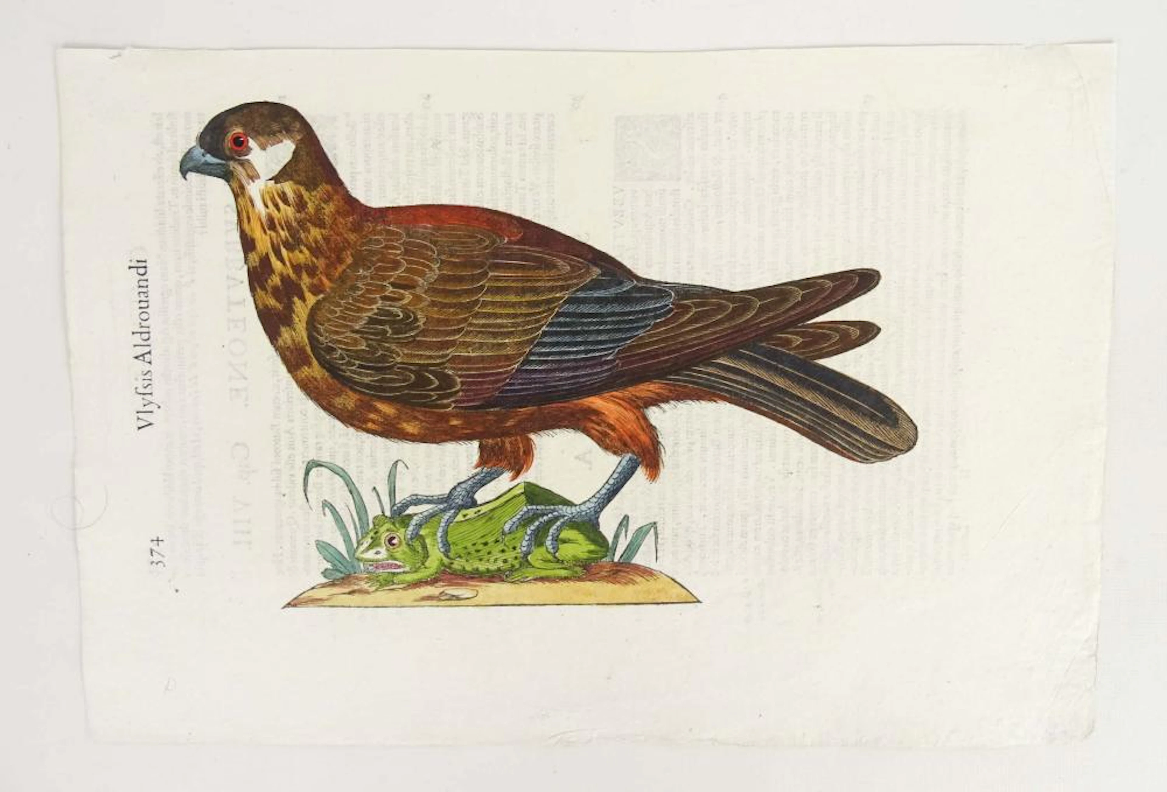 Antique Italian Ornithology Print