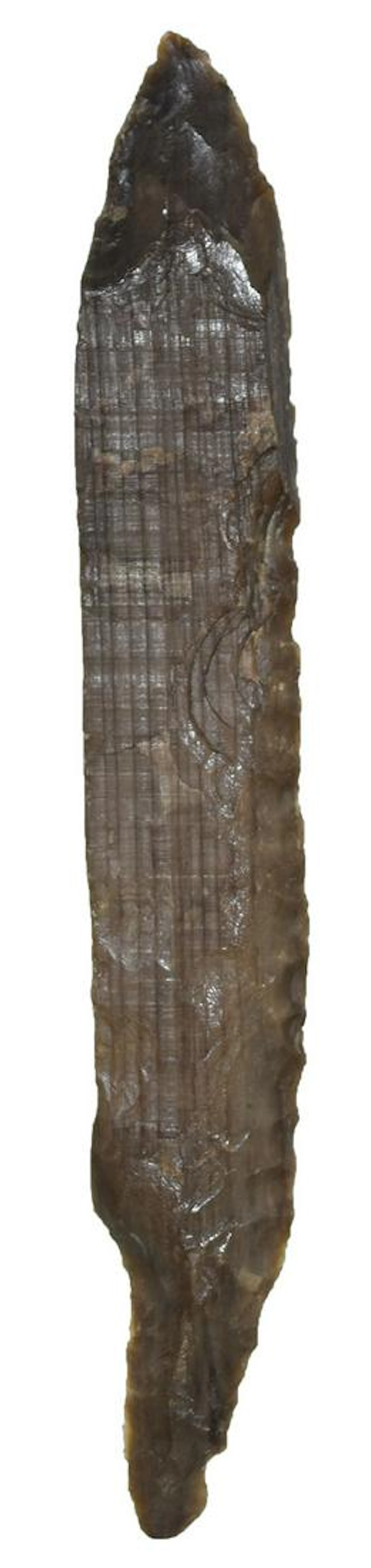 5 5/16" Side Knife. Rogers COA. MT. Petrified Wood.