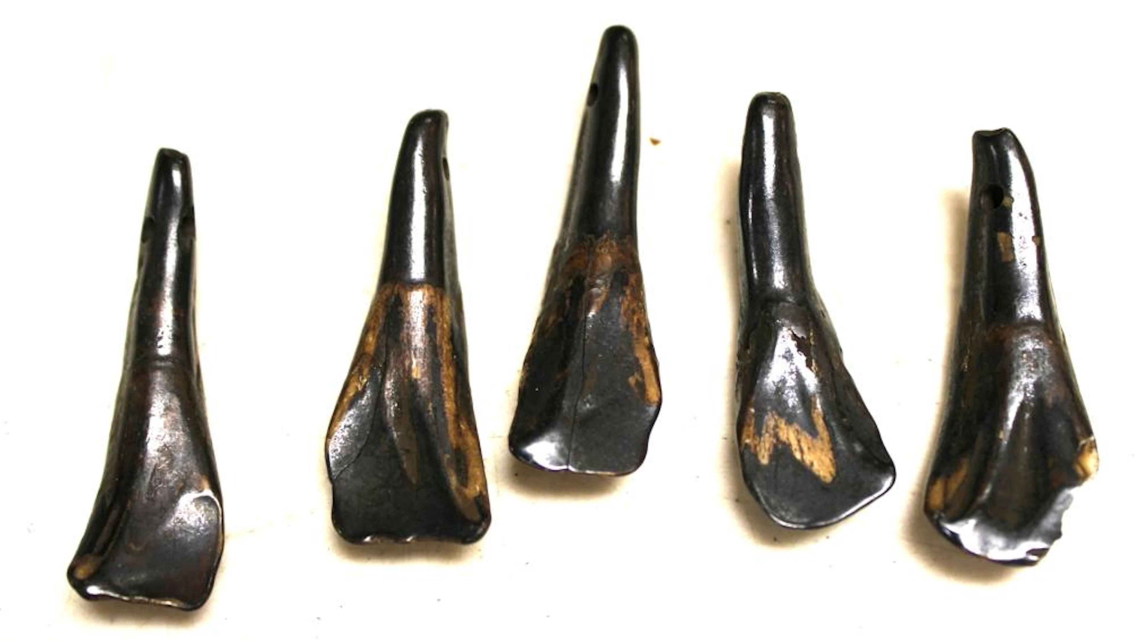 Vintage Five Drilled Buffalo Teeth, Used for Necklaces